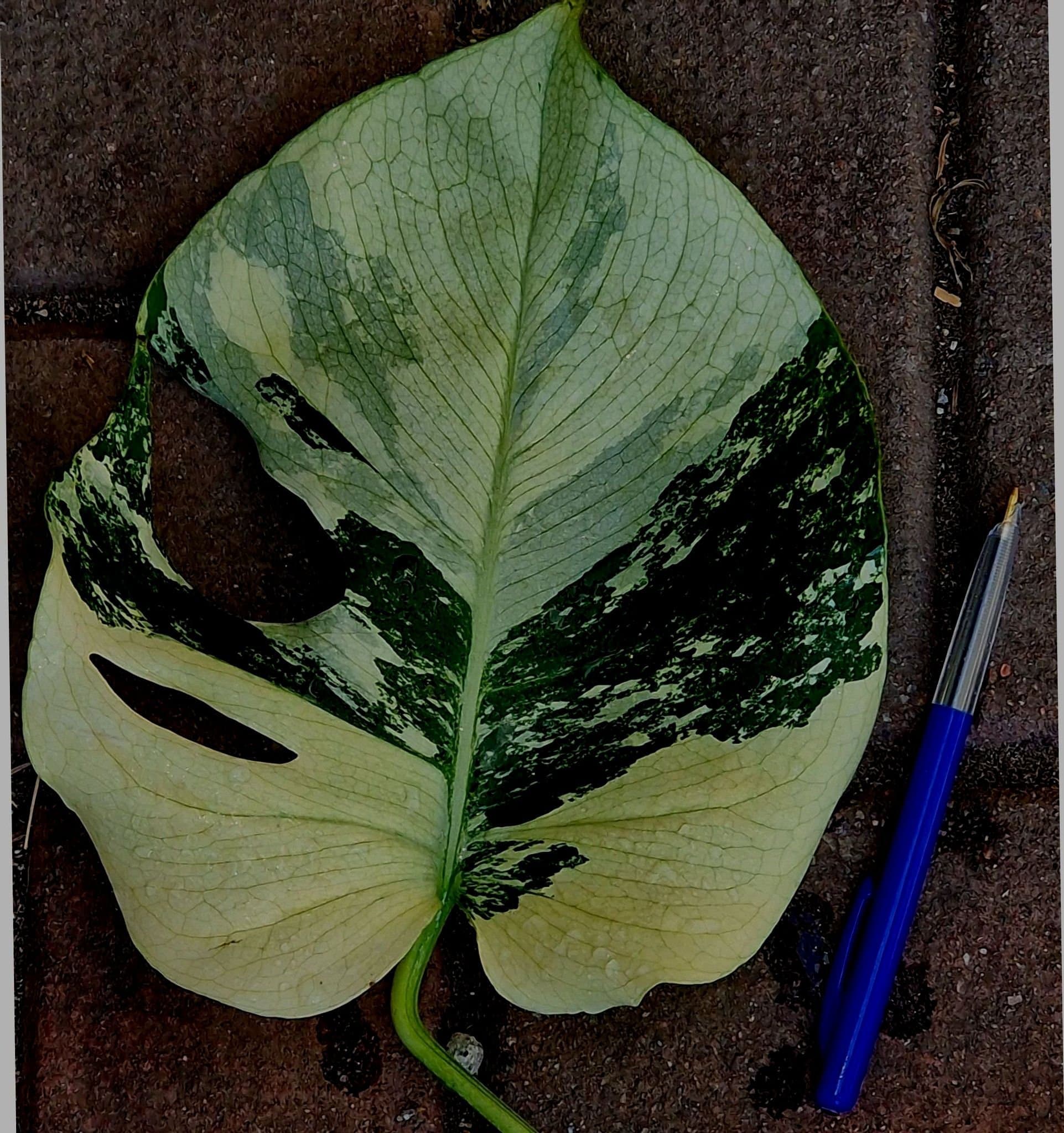 Monstera Deliciosa Larg form blue mint sport noid variegata