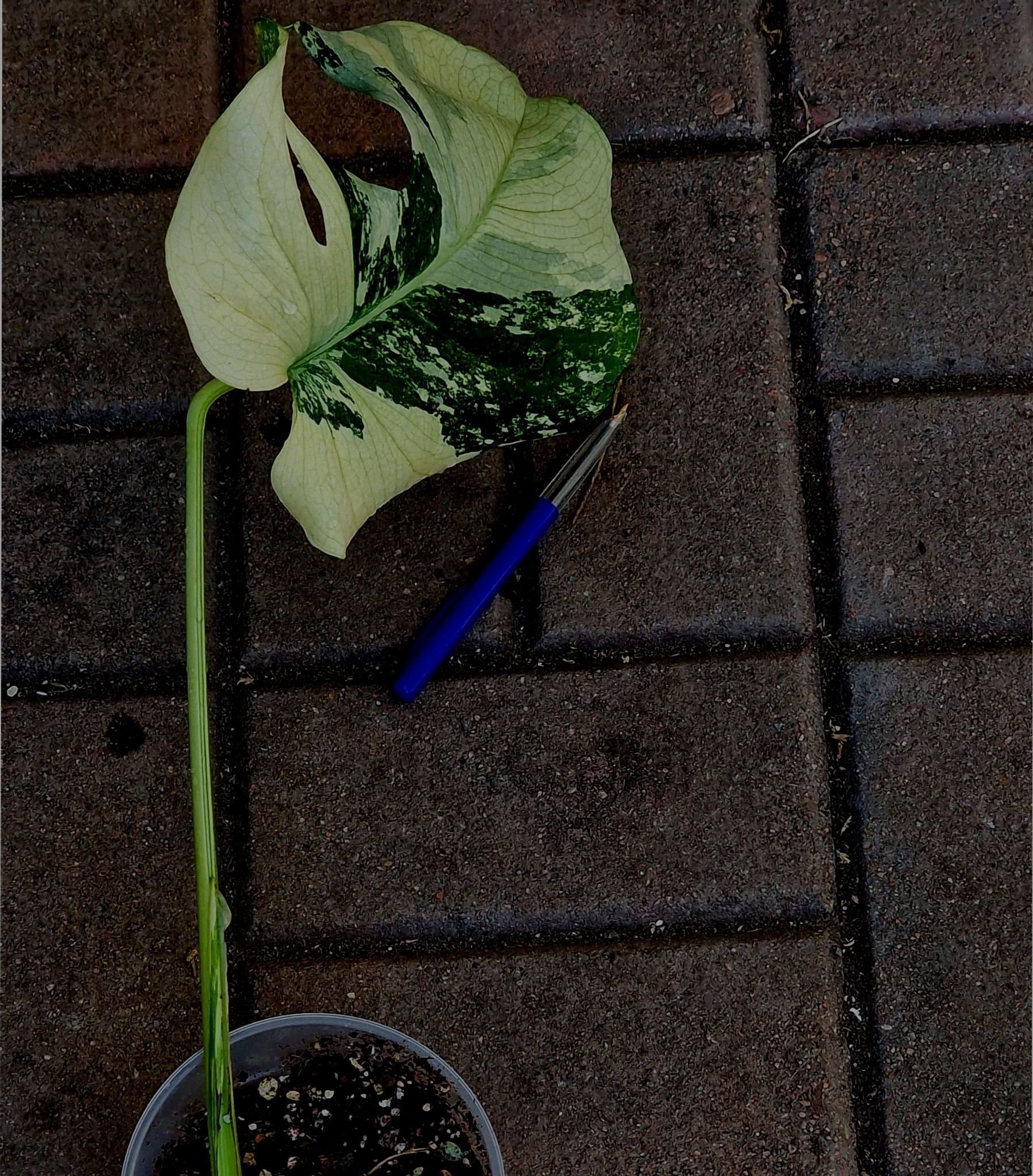 Monstera Deliciosa Larg form blue mint sport noid variegata