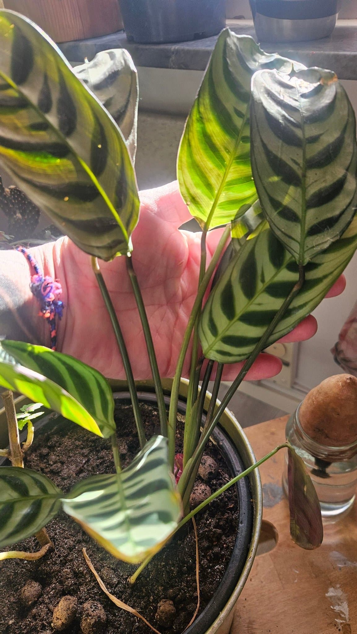 Calathea Makoyana