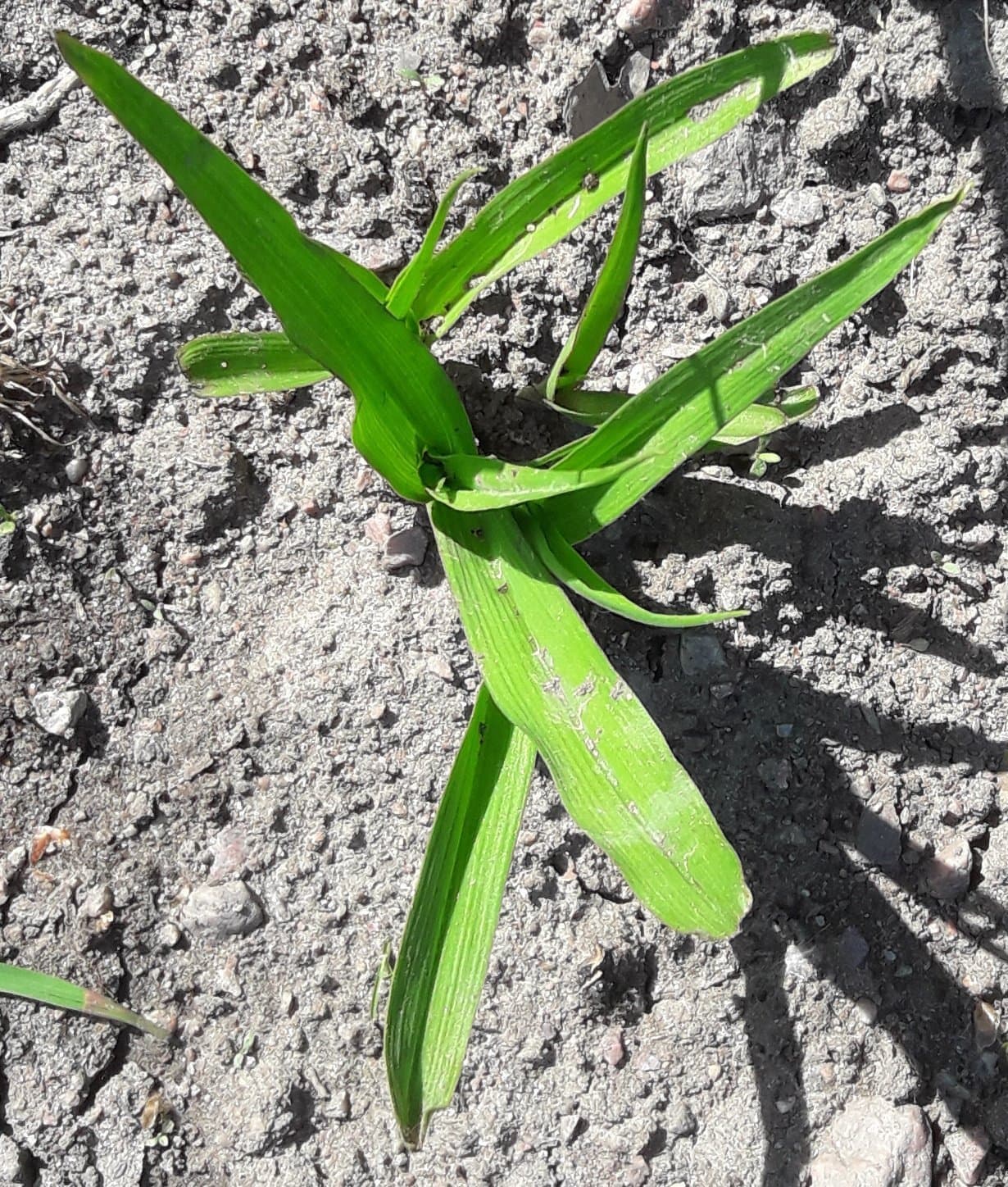 En rotad planta av Tradescantia andersoniana 'Blue Stone'