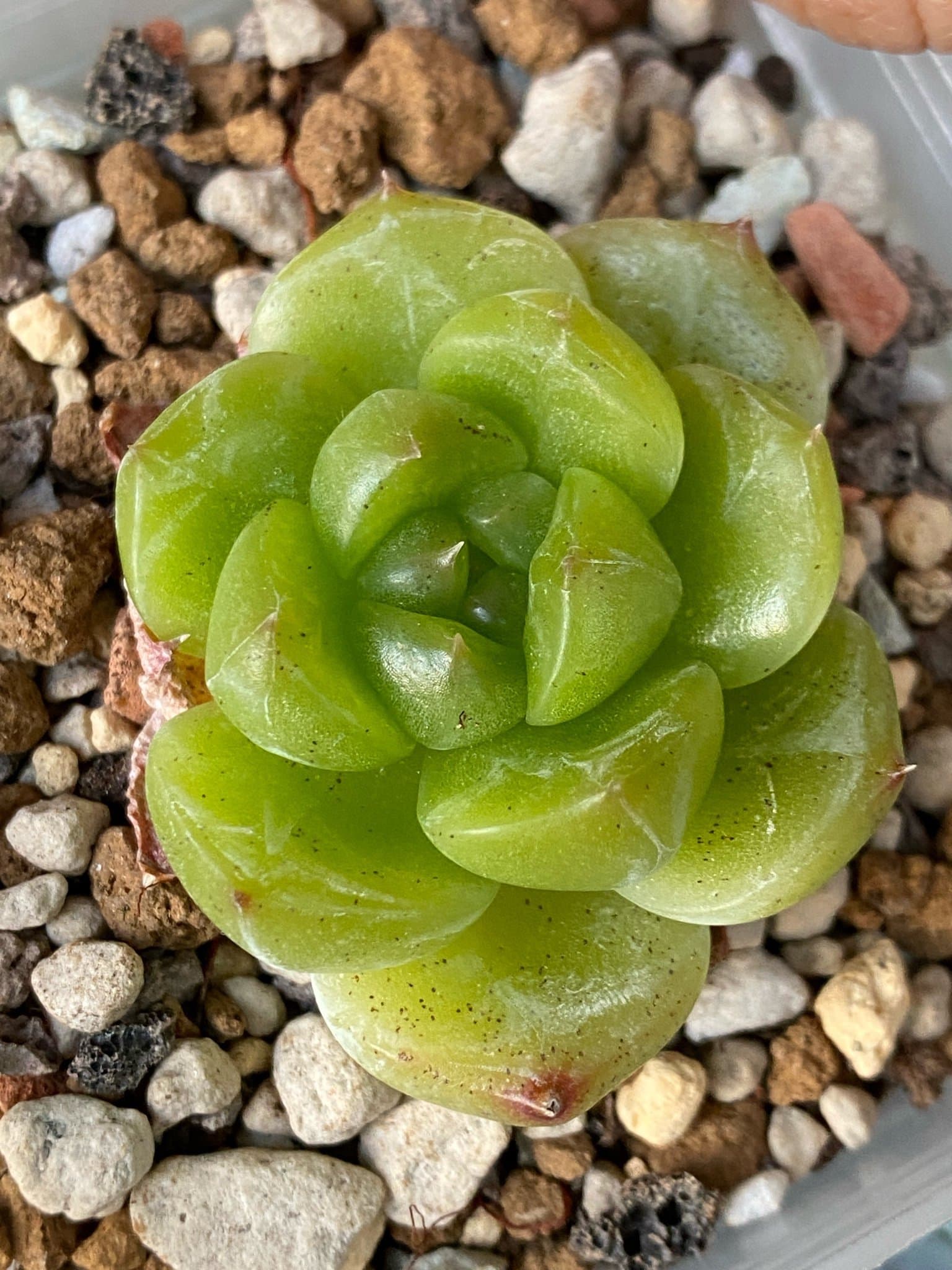 Succulent plant - Echeveria Malgan
