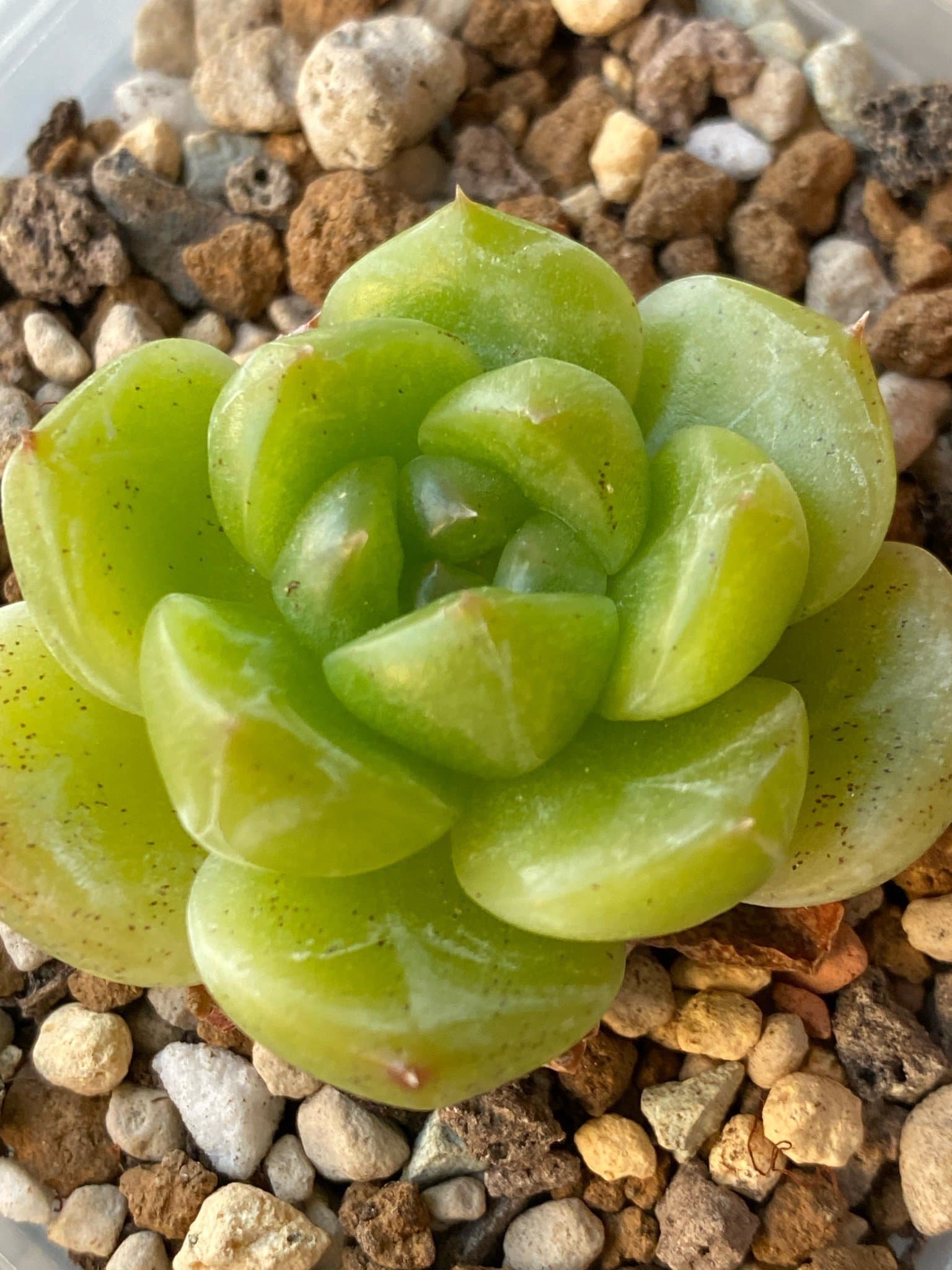 Succulent plant - Echeveria Malgan