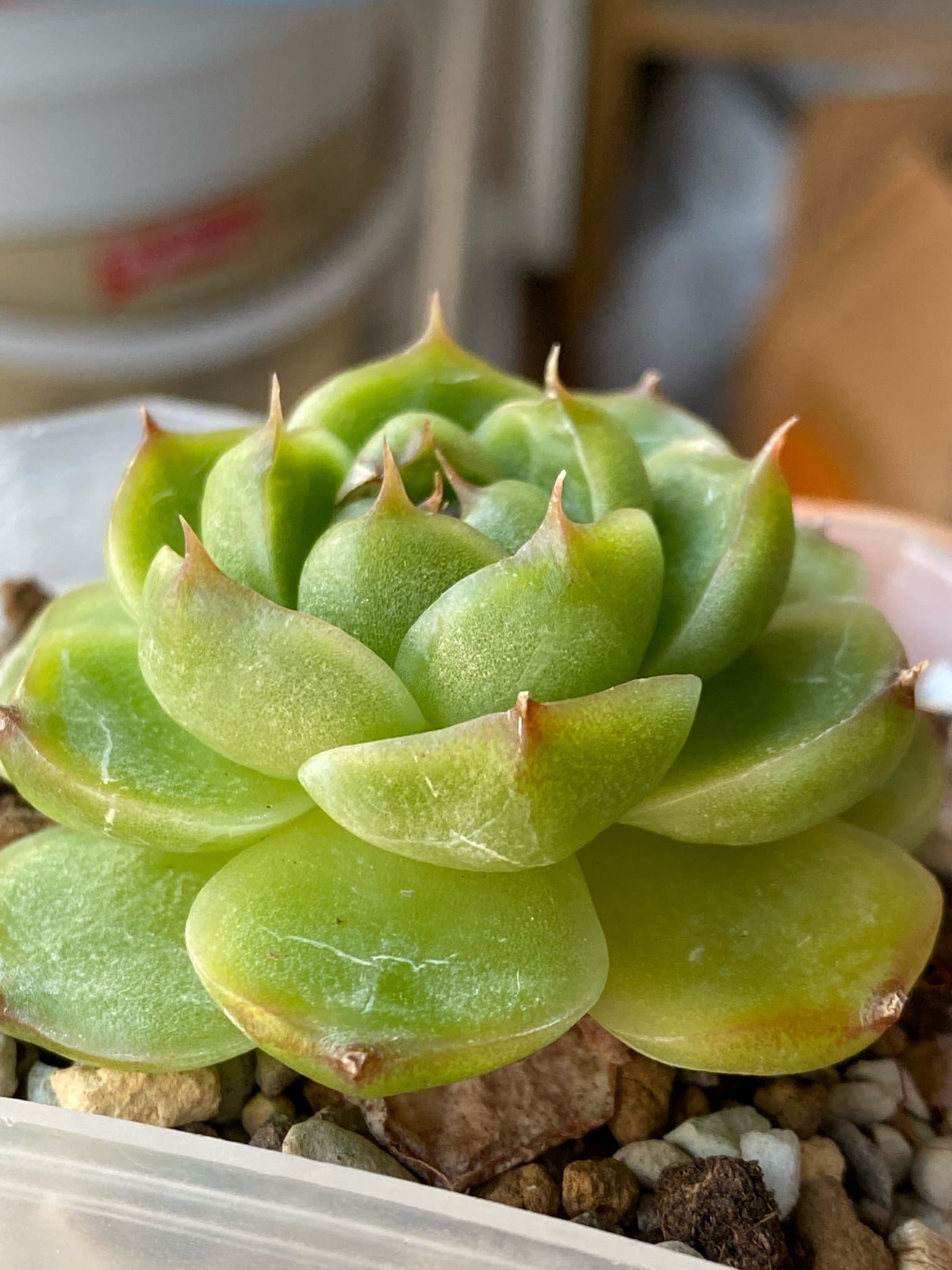 Succulent plant - Echeveria Malgan