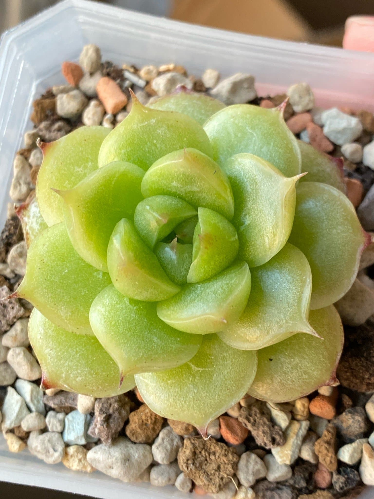 Succulent plant - Echeveria Malgan