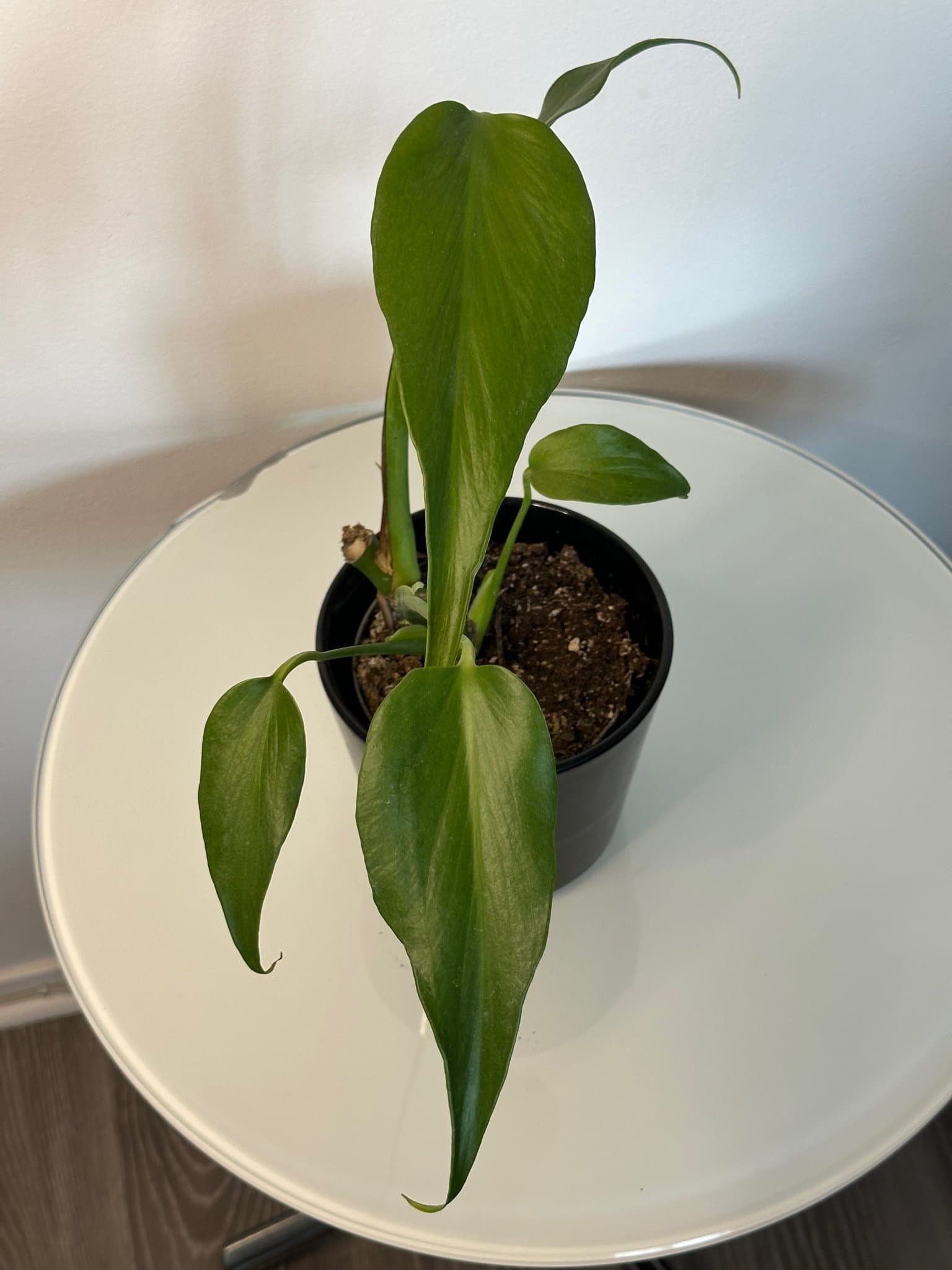 Monstera burle Marx flame