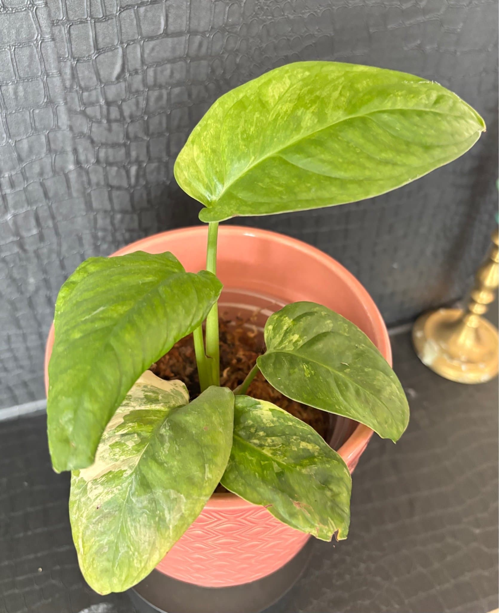 RARE Monstera Mayuna variegated