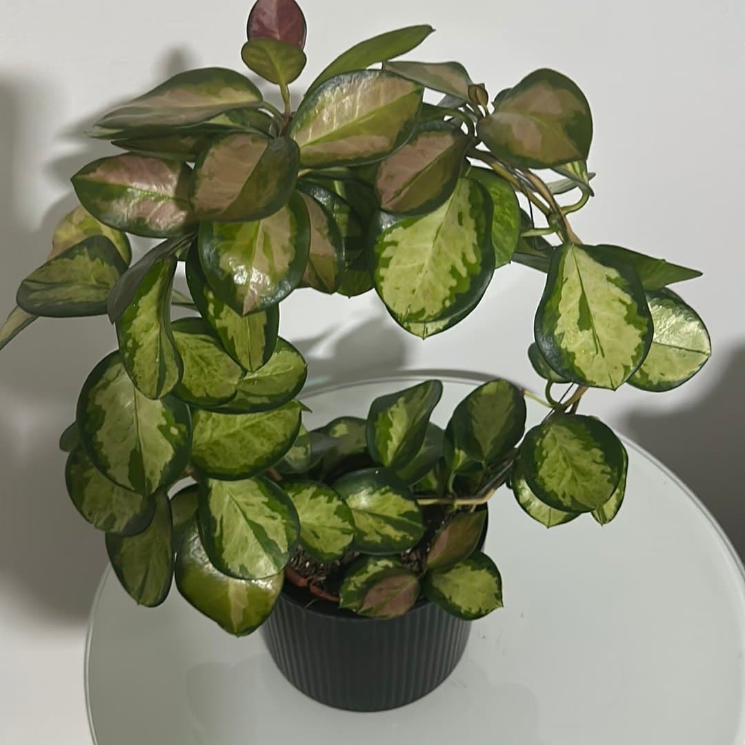 Hoya Austrakis lisa