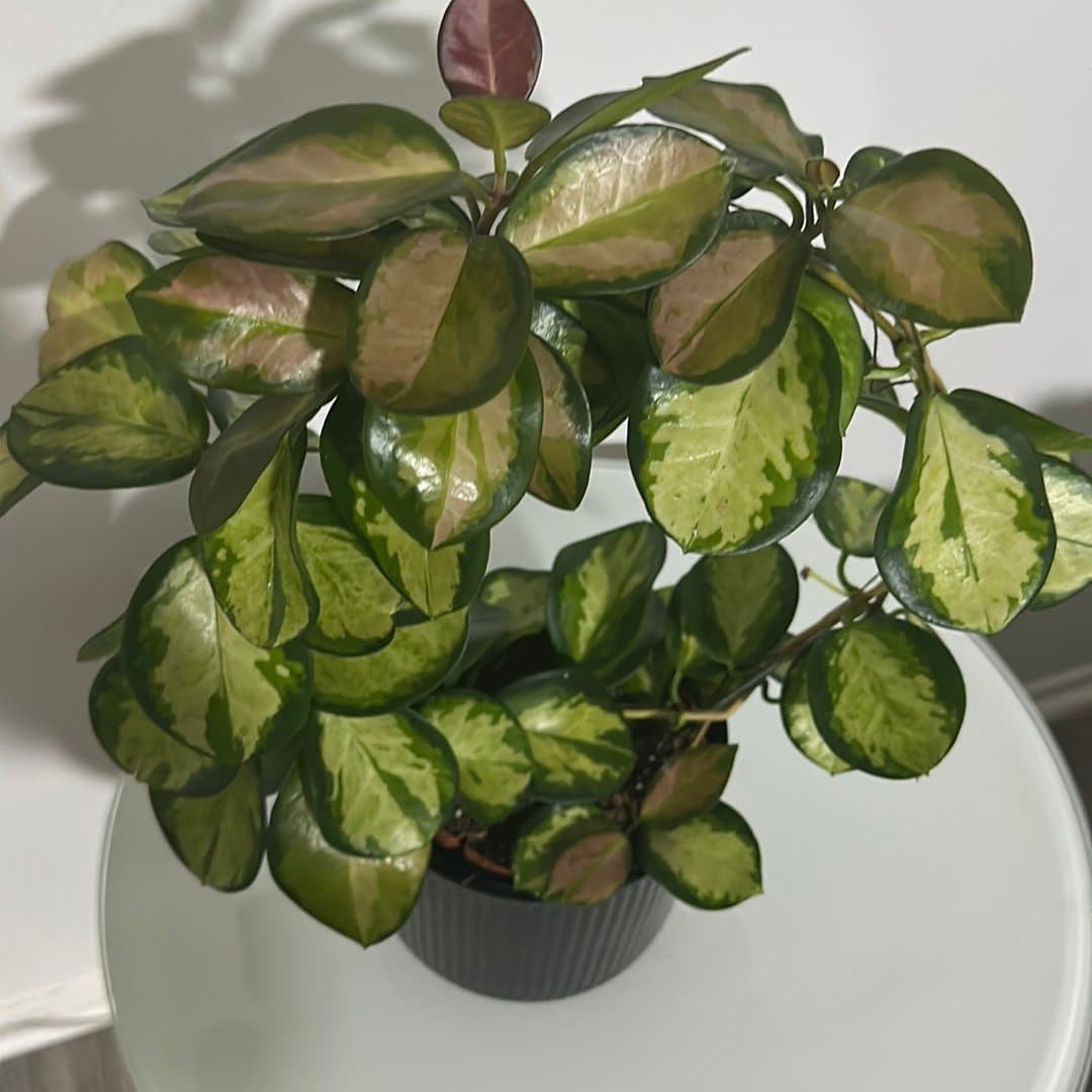 Hoya Austrakis lisa