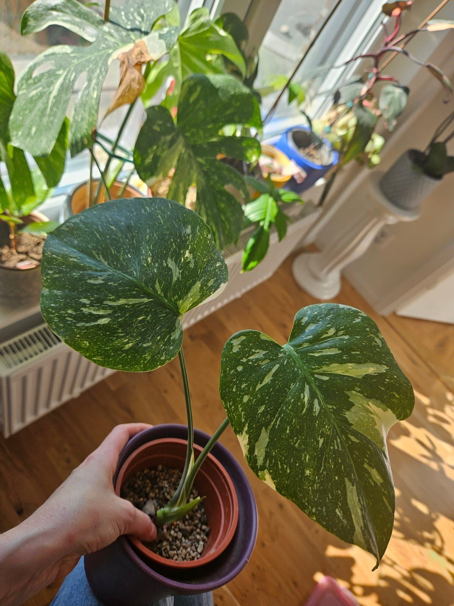 Monstera Thai Constellation - Liten planta