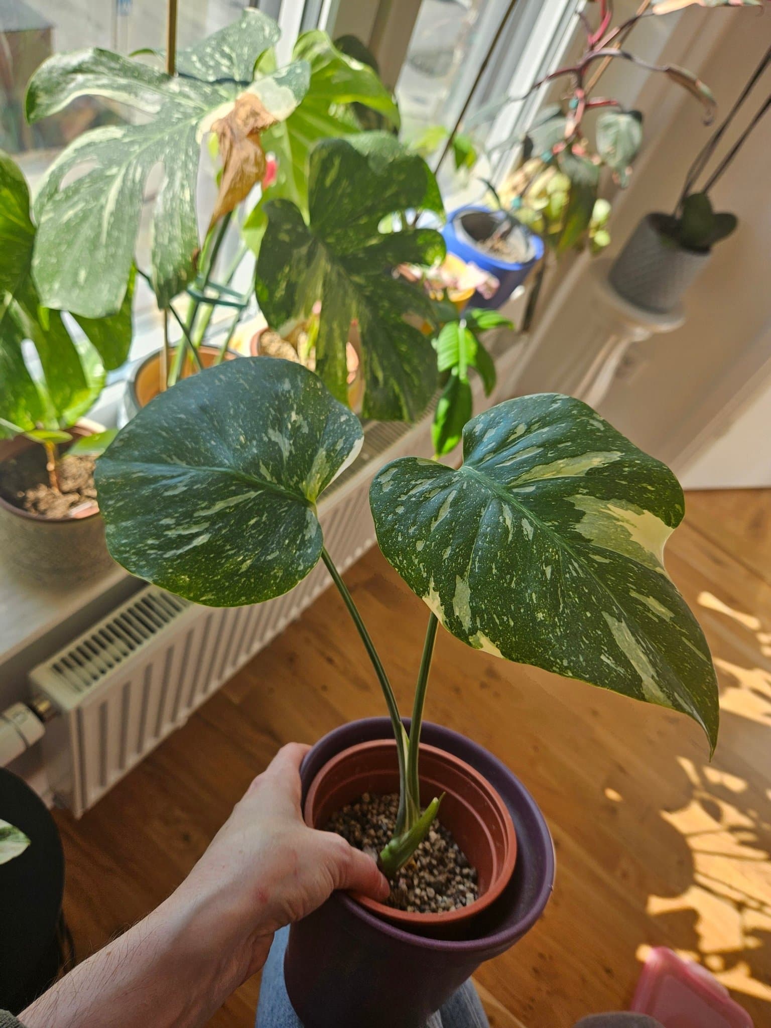 Monstera Thai Constellation - Liten planta