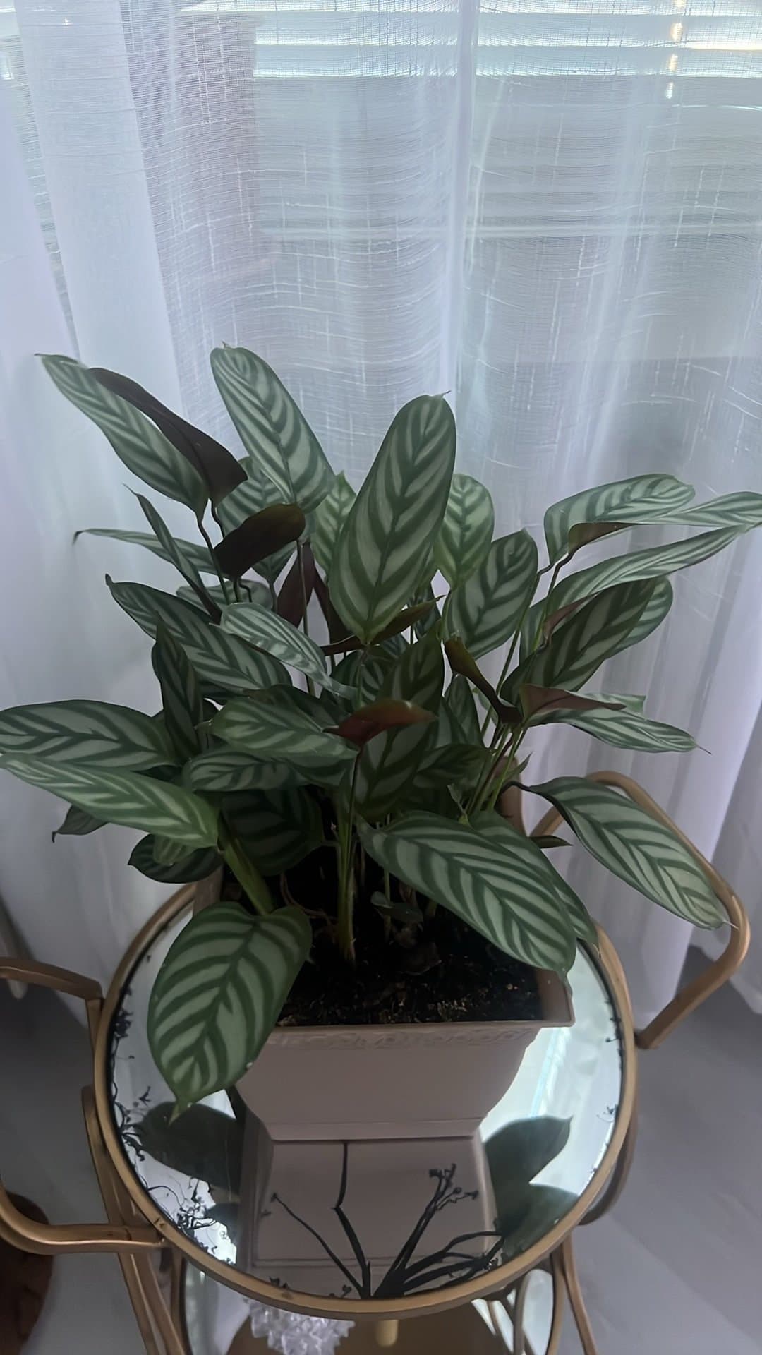 Calathea 'Freddie' krukväxt