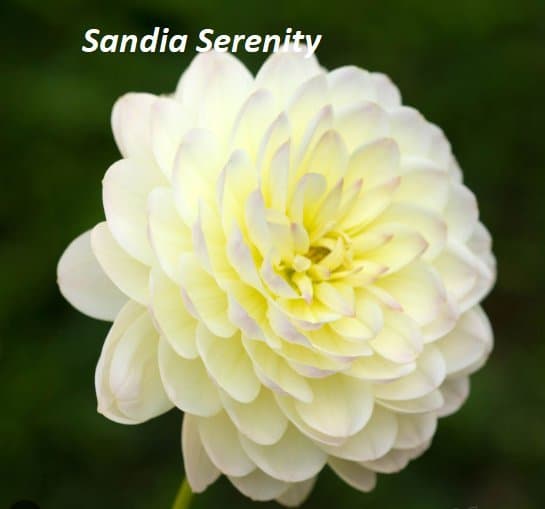Dahlia 'Sandia Serenity' - Rotad stickling