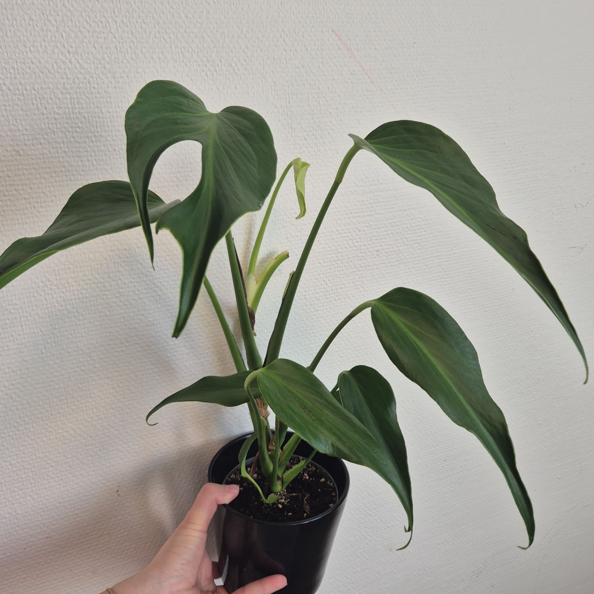 Monstera burle marx flame