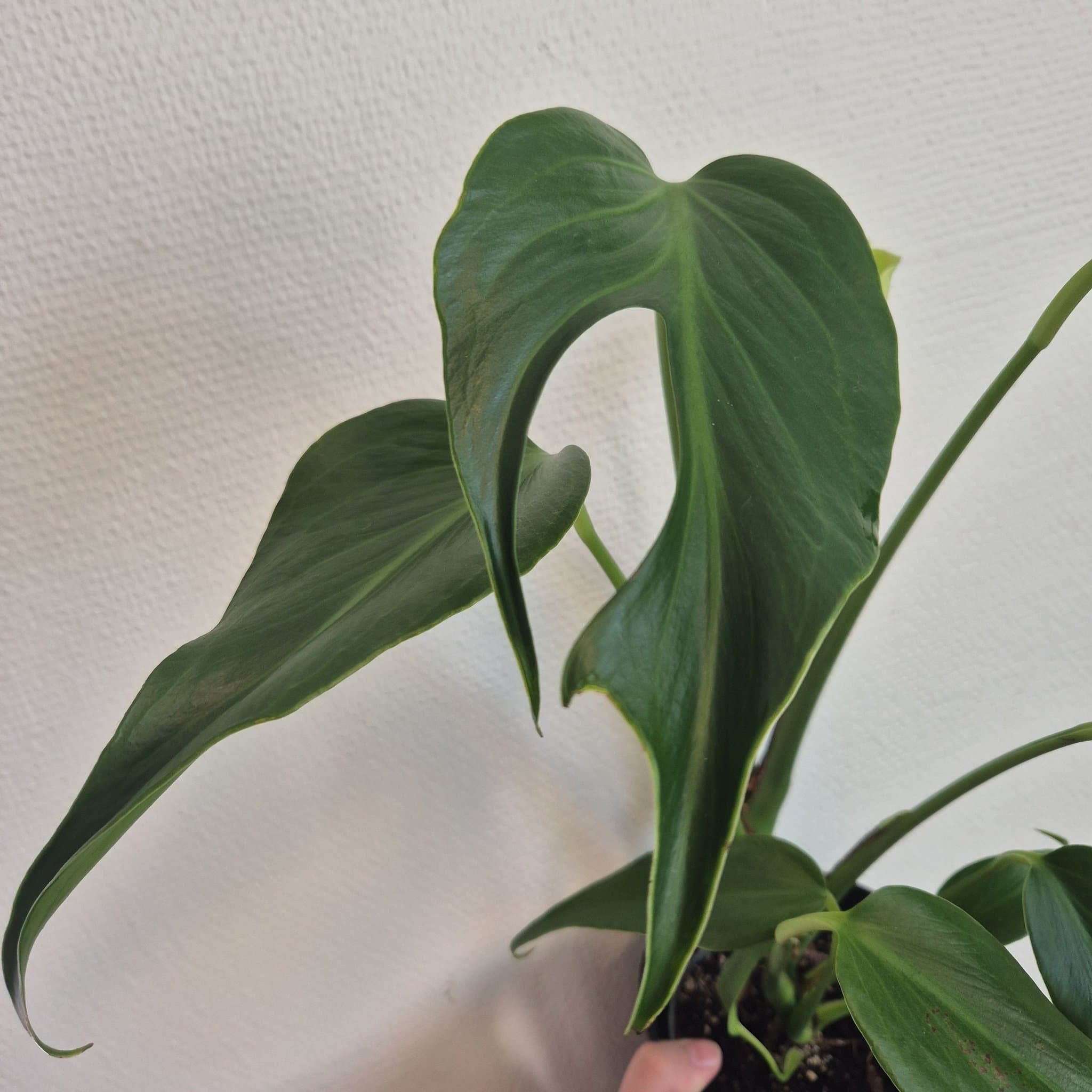 Monstera burle marx flame