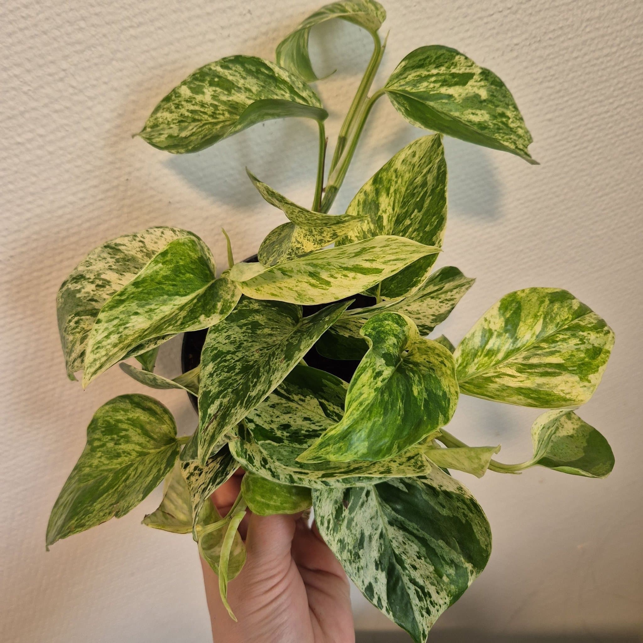 Gullranka 'Marble Queen'
