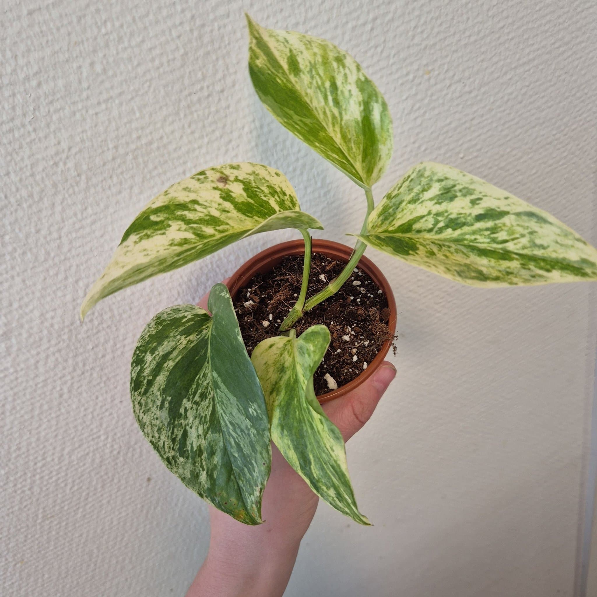 Gullranka 'Marble Queen'