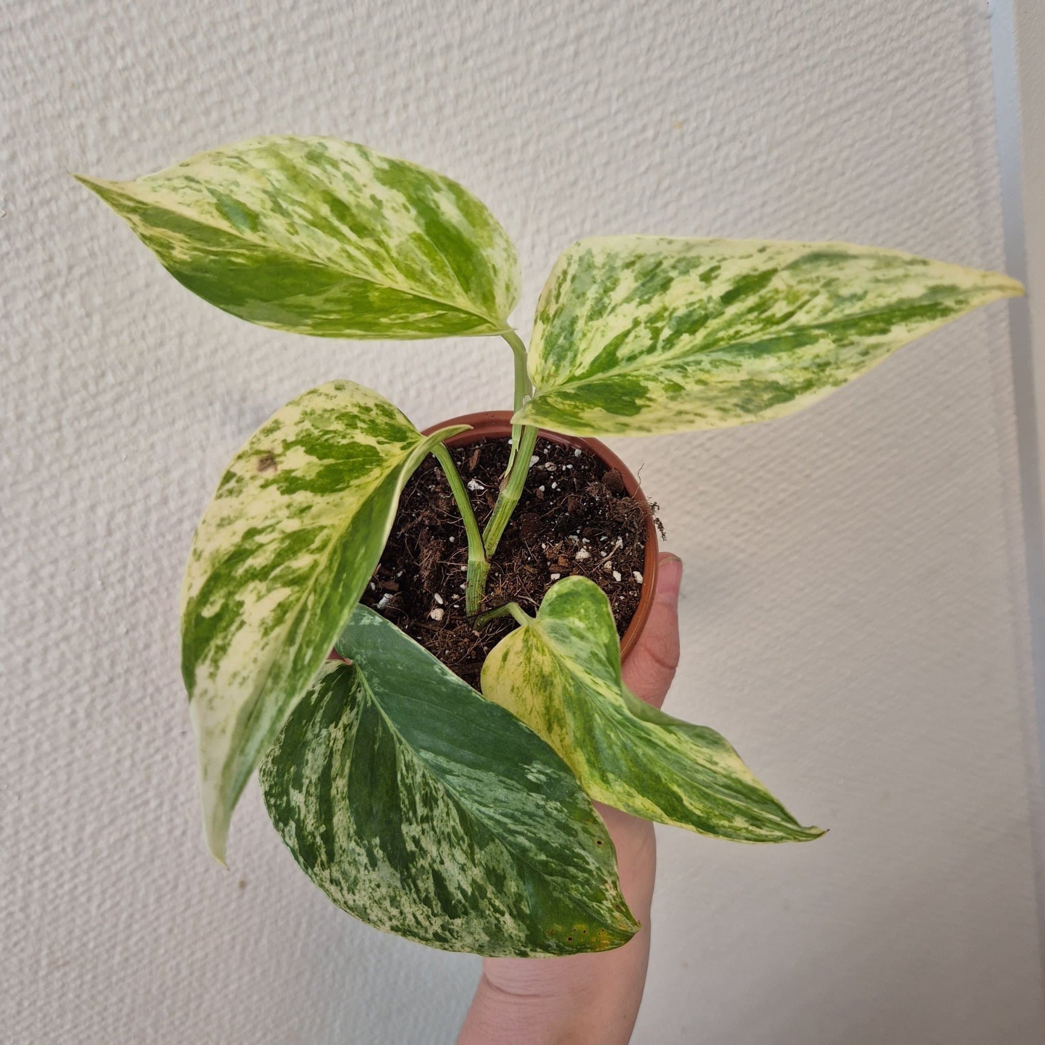 Gullranka 'Marble Queen'