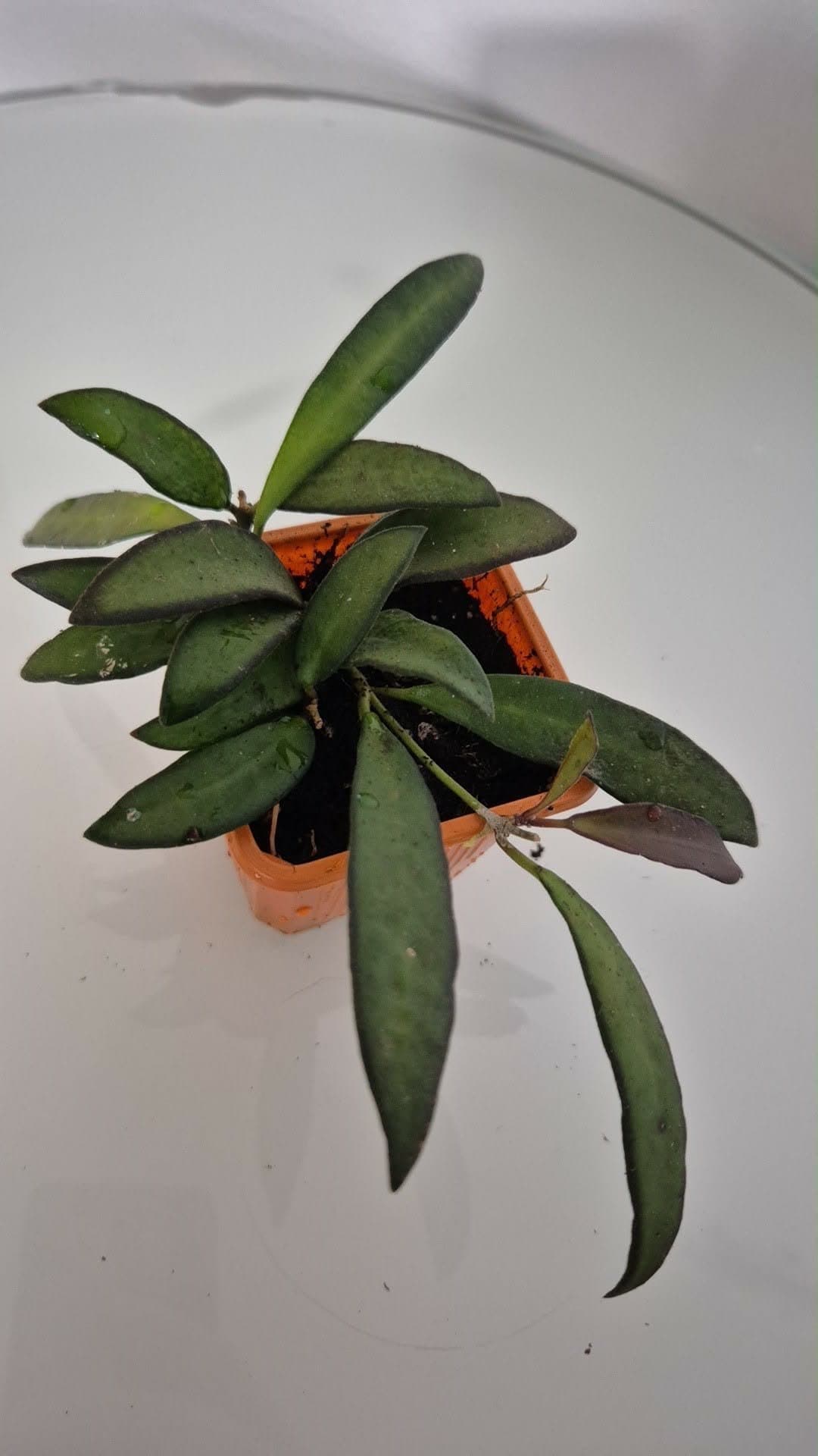 Hoya rosita