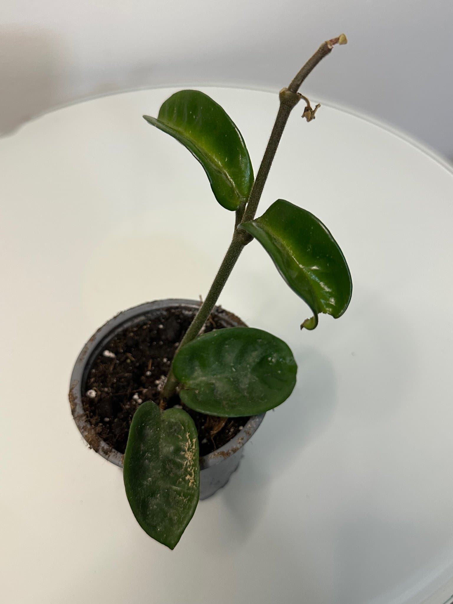 Hoya krinkle