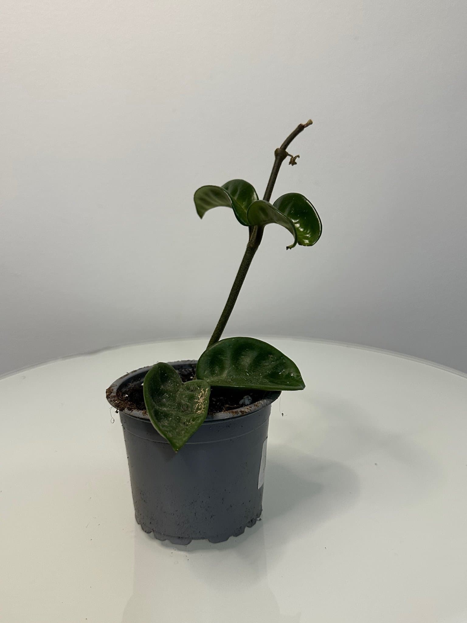 Hoya krinkle