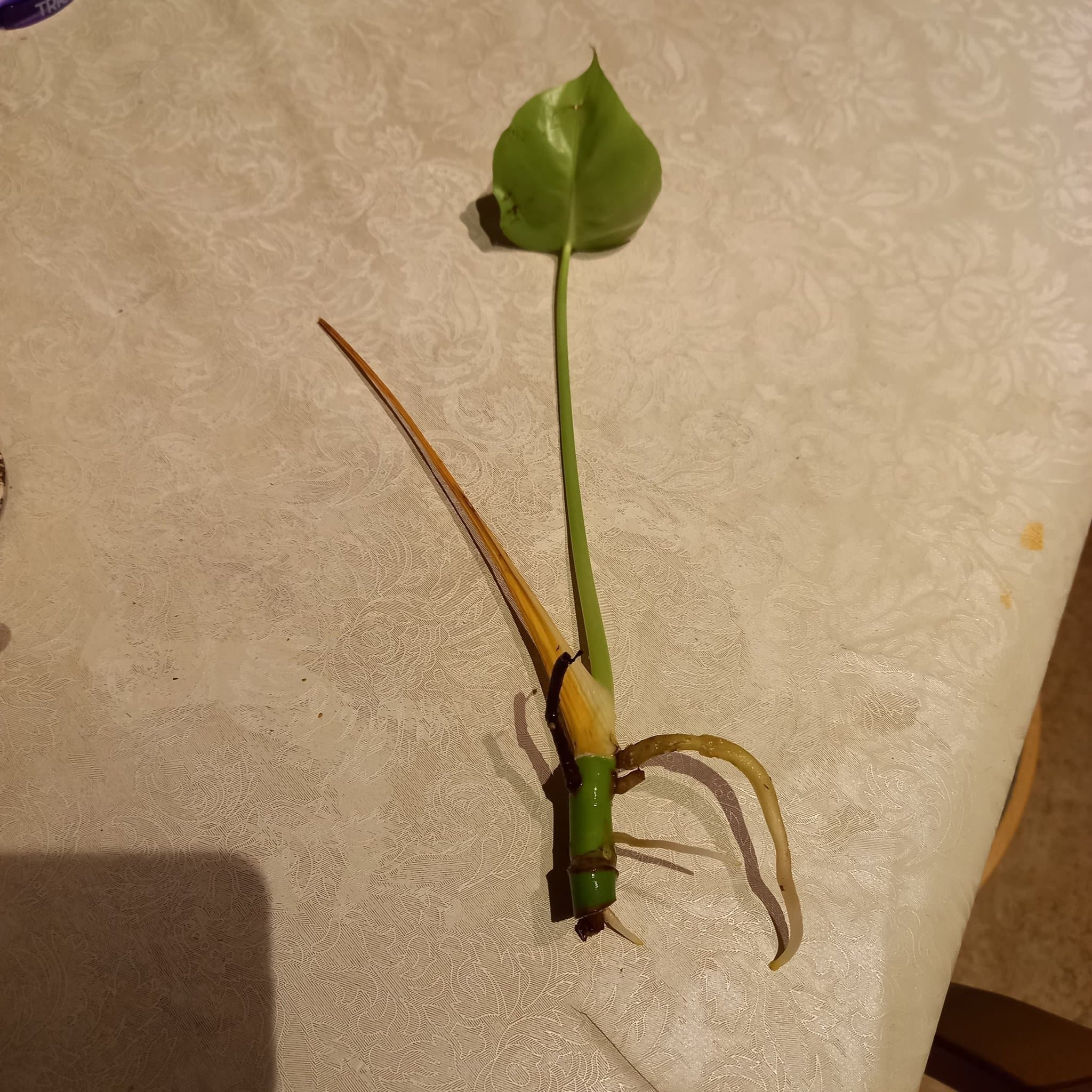 Monstera stickling