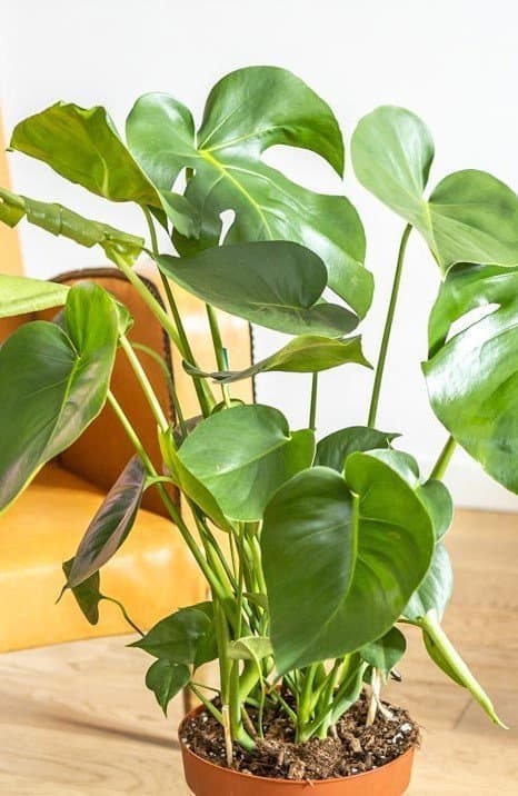 Monstera stickling