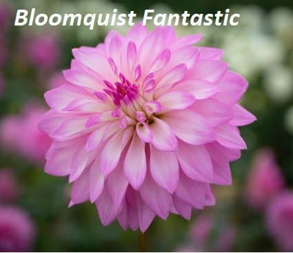 Dahliaplanta 'Bloomquist Fantastic'