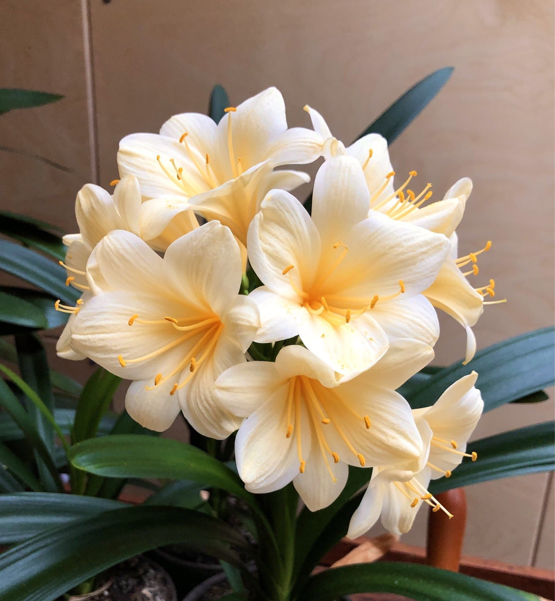 Frökapsel/frukt från Clivia Mönjelilja (Miniata, ljusgul/pastel)