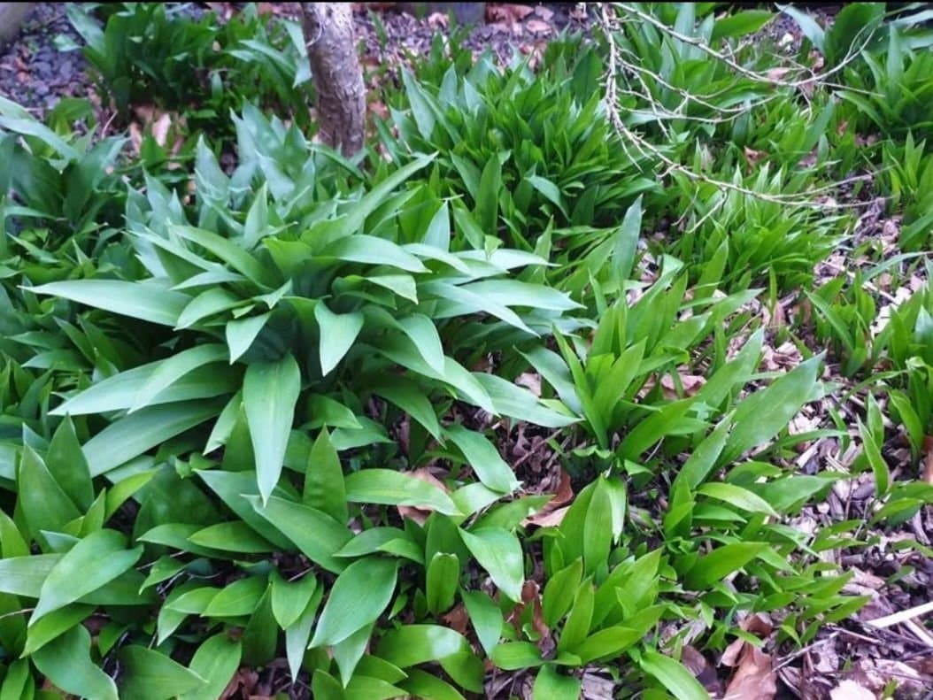Ramslök - ca 40 plantor