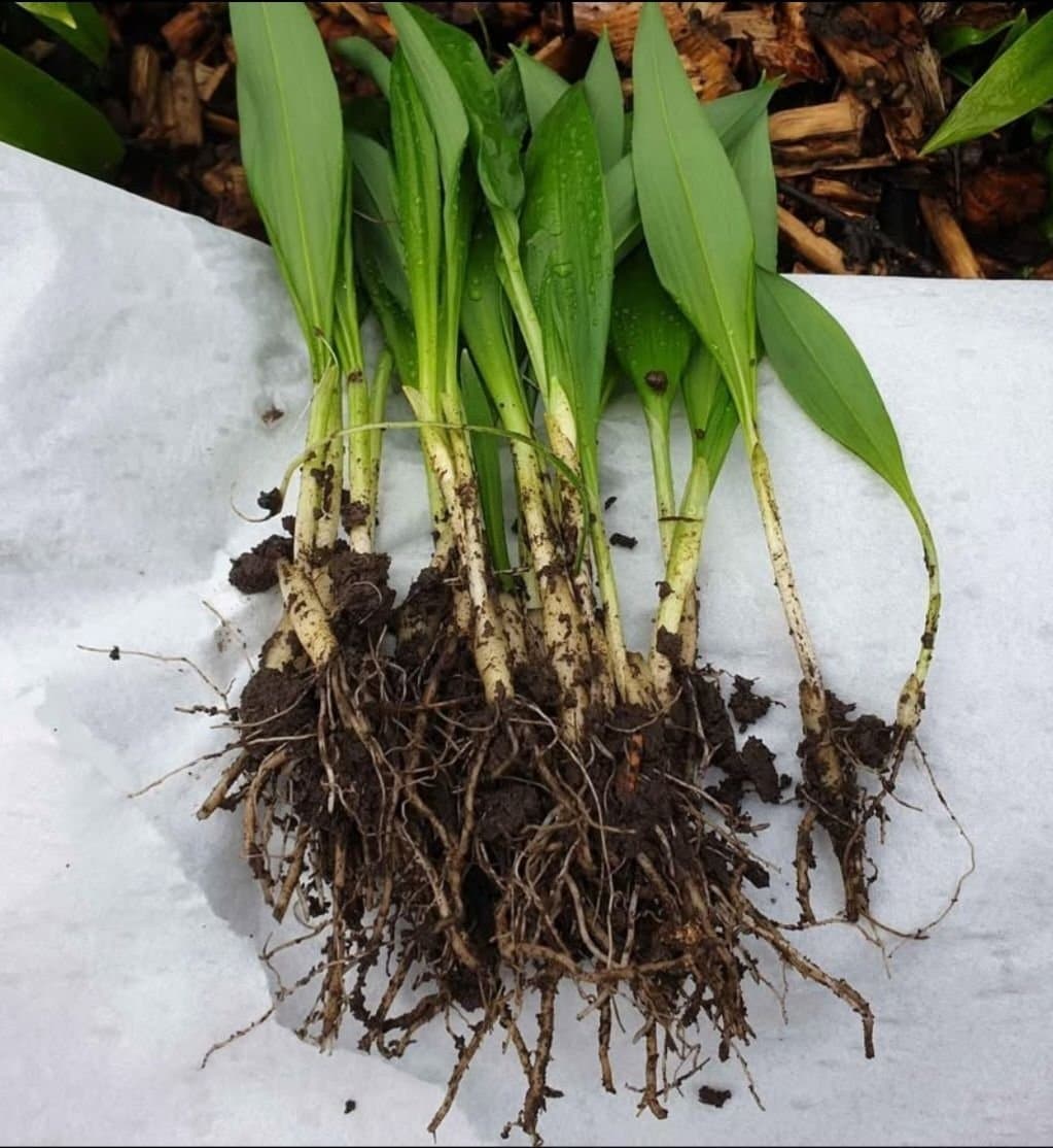 Ramslök - ca 40 plantor