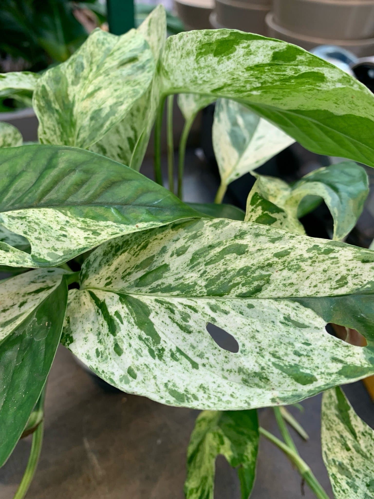 En stickling av EPIPREMNUM ' MARBLE VARIEGATA ' EPIPREMNUM PINNATUM