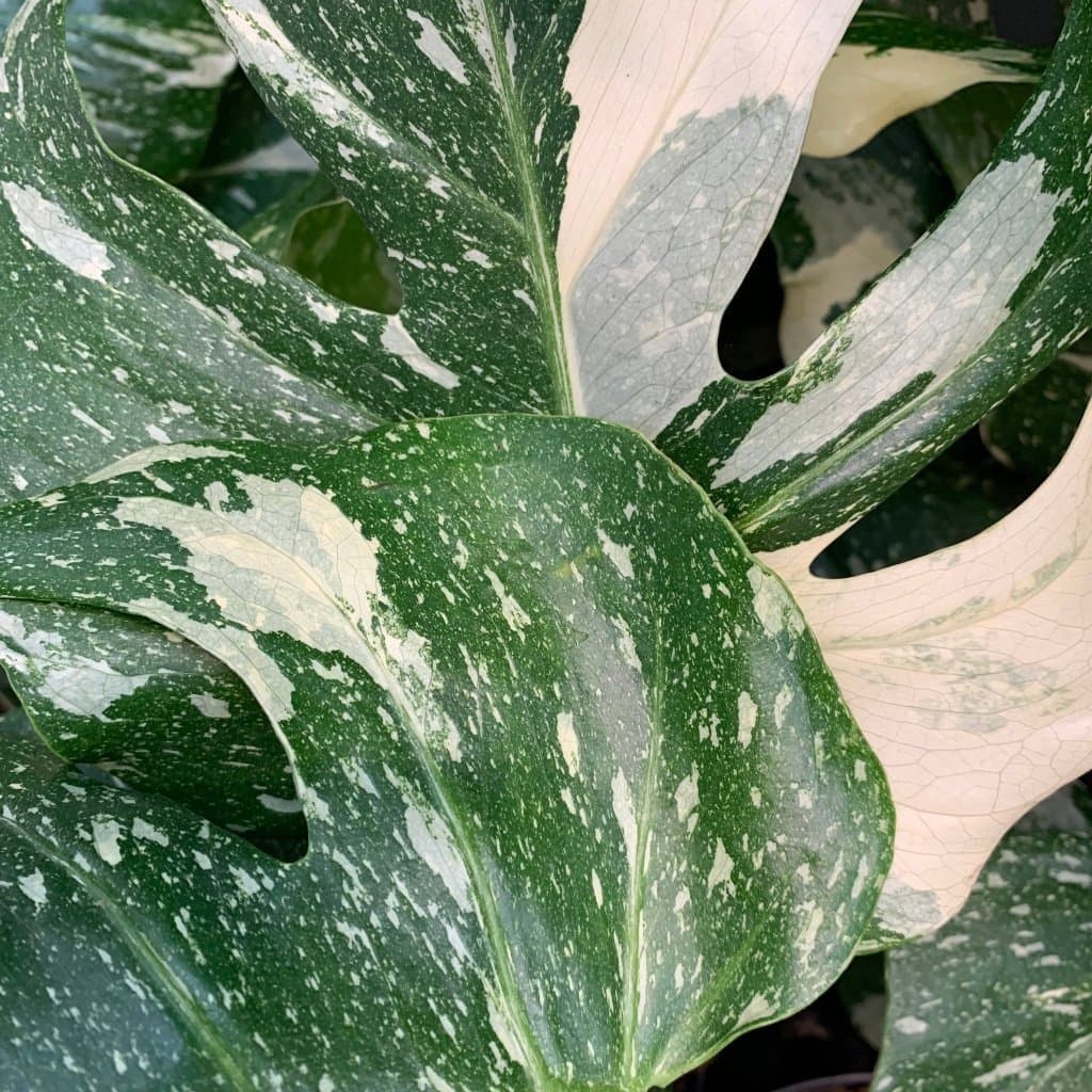 SÅÅÅ VACKER STICKLING AV MONSTERA ' THAI CONSTELLATION ' MONSTERA DELICIOSA