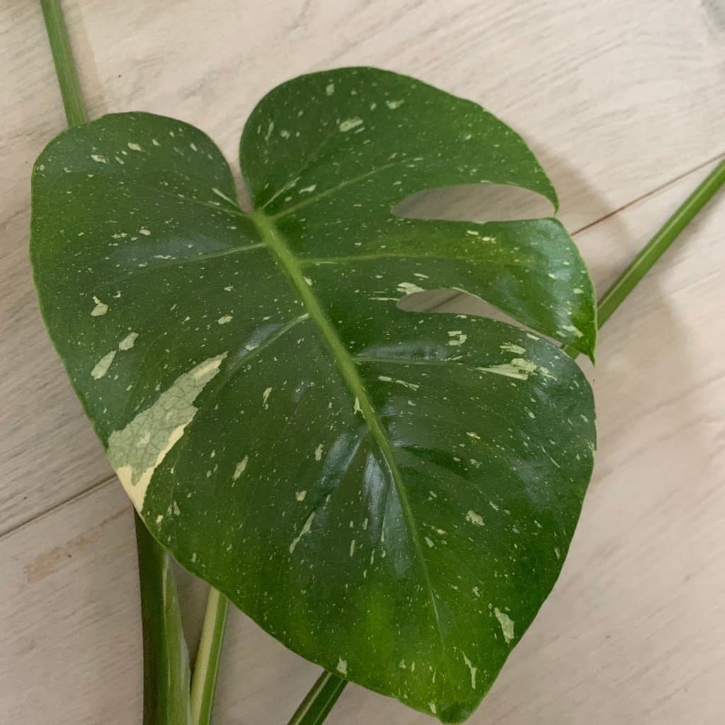 SÅÅÅ VACKER STICKLING AV MONSTERA ' THAI CONSTELLATION ' MONSTERA DELICIOSA