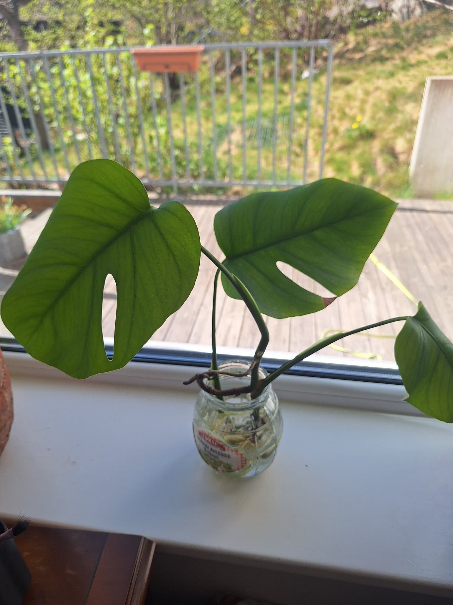 Monstera sticklingar med stora rötter