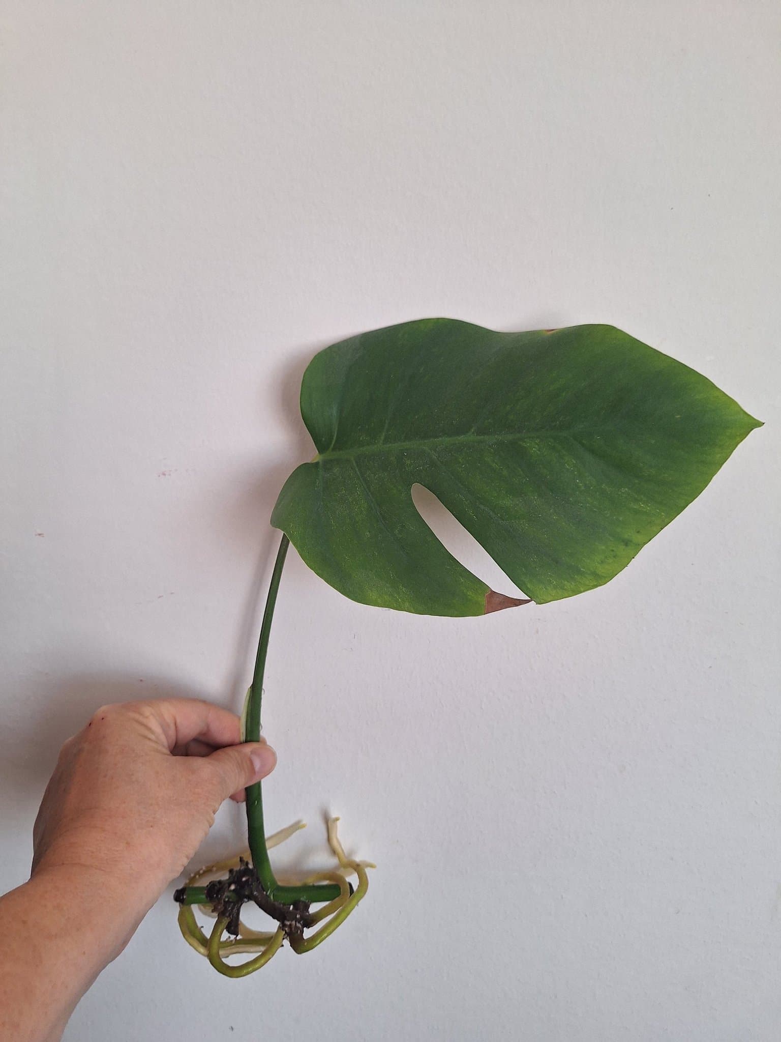 Monstera sticklingar med stora rötter