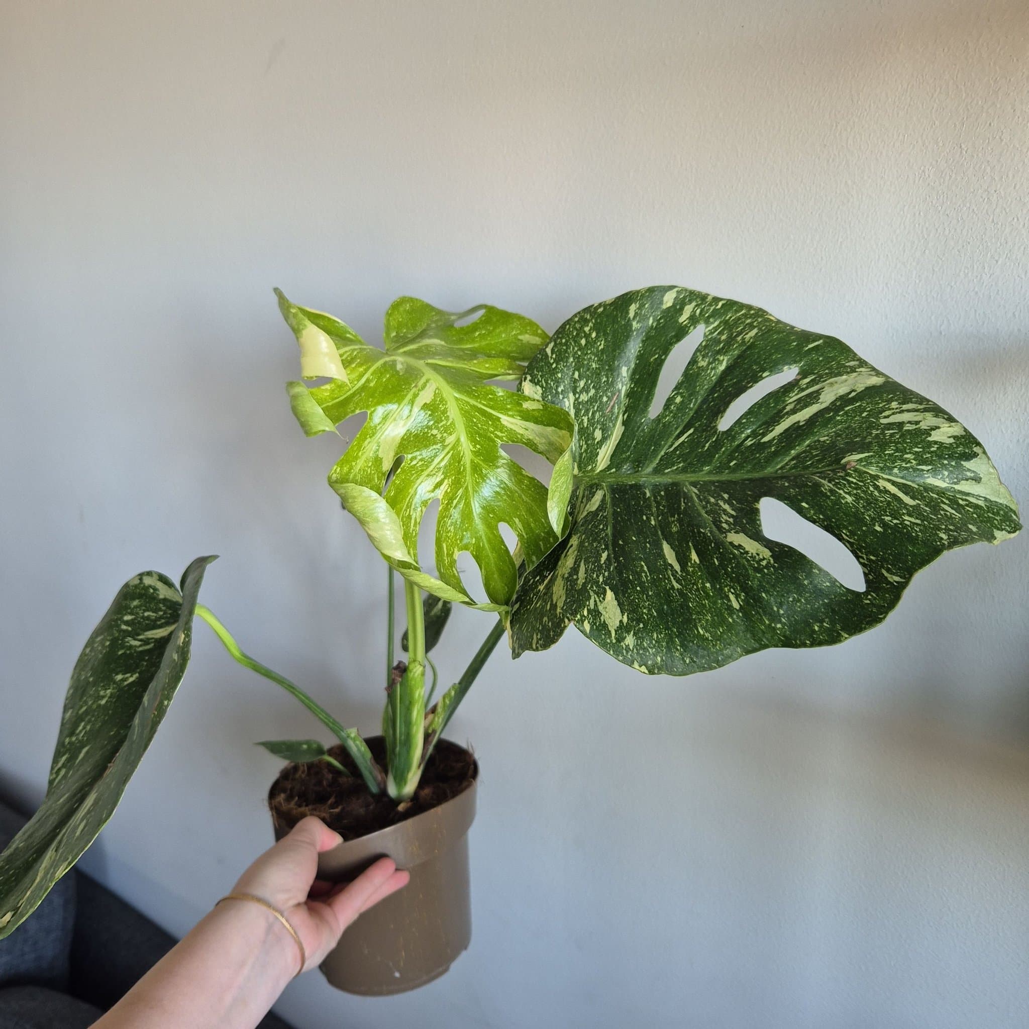 Monstera Thai Constellation