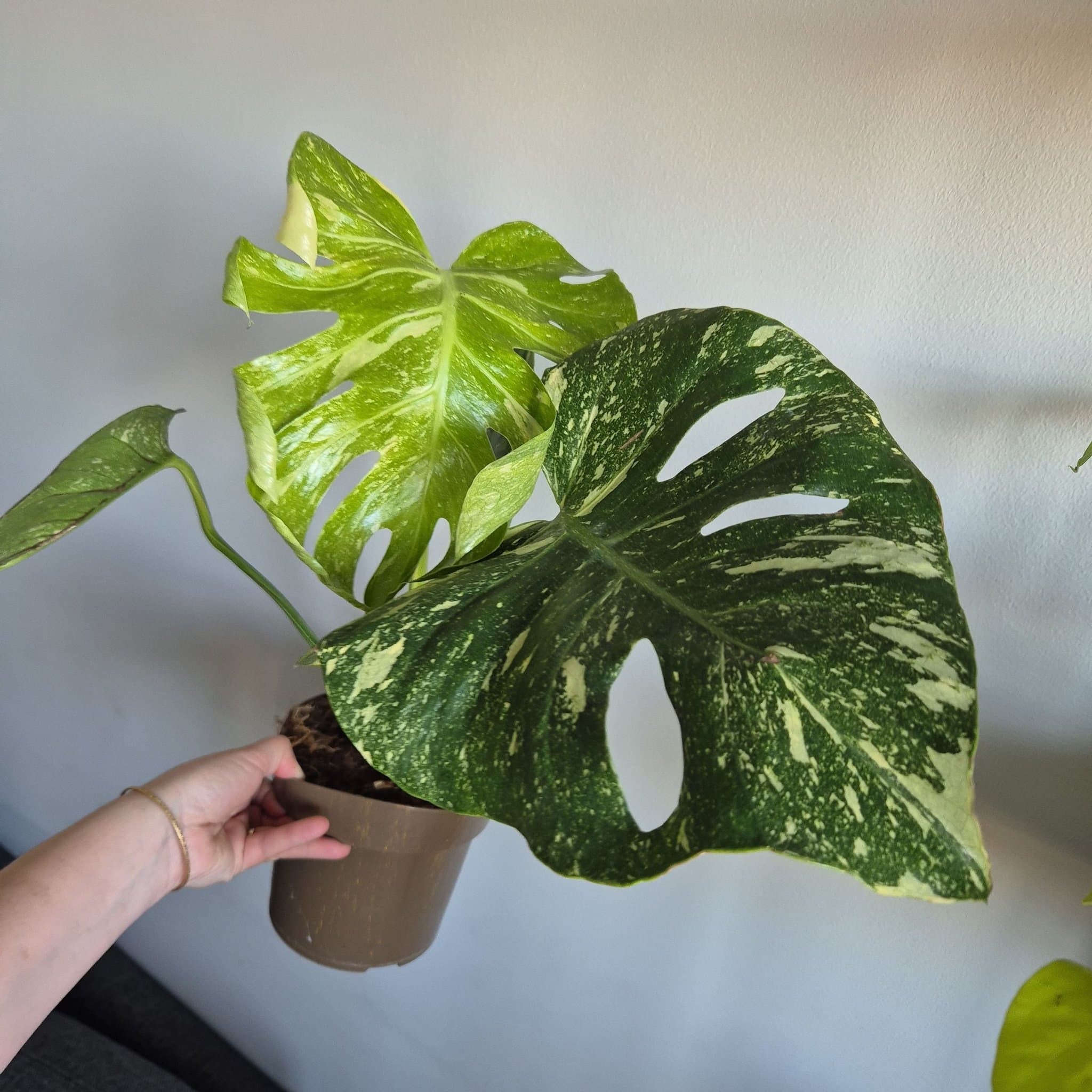 Monstera Thai Constellation