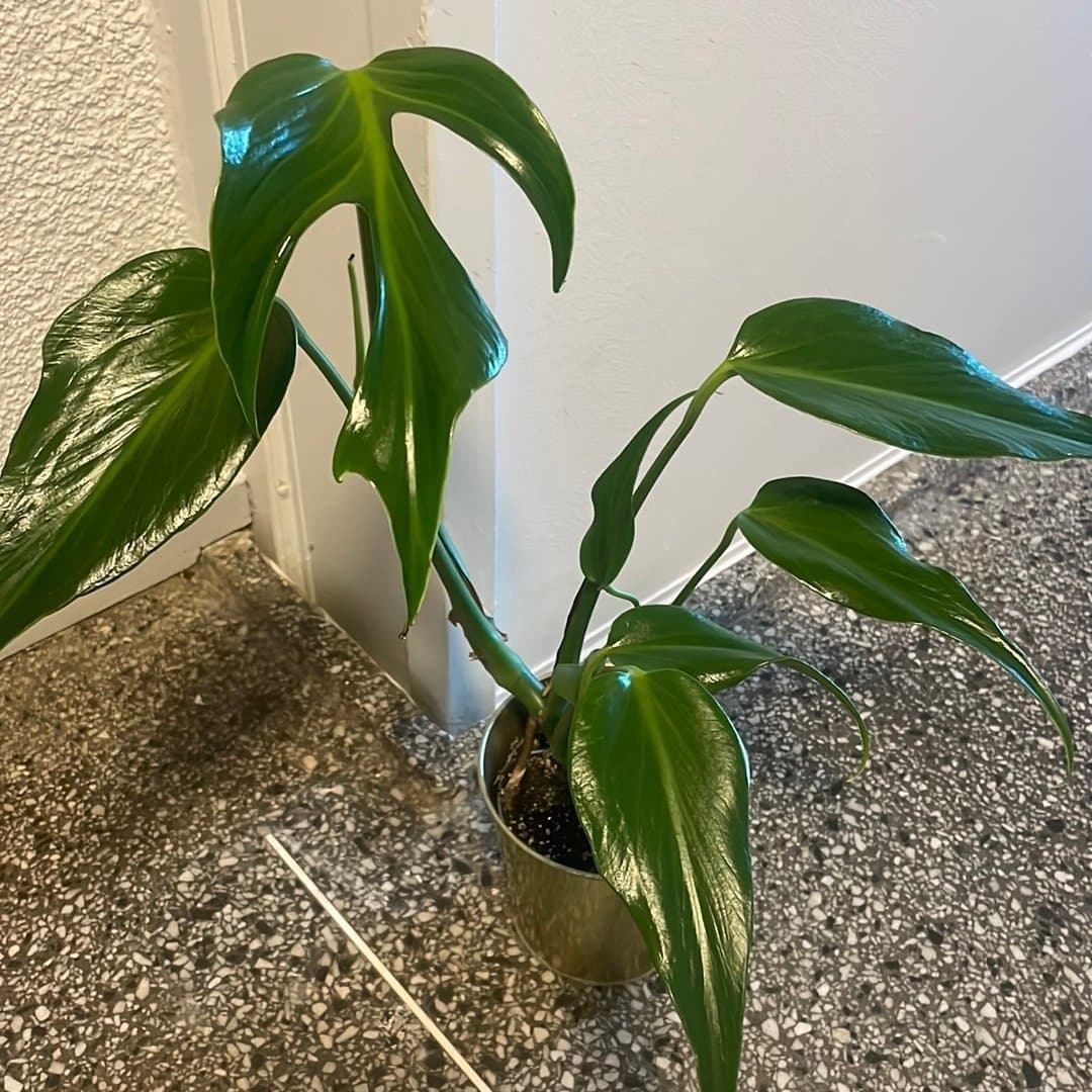 Monstera burle marx flame