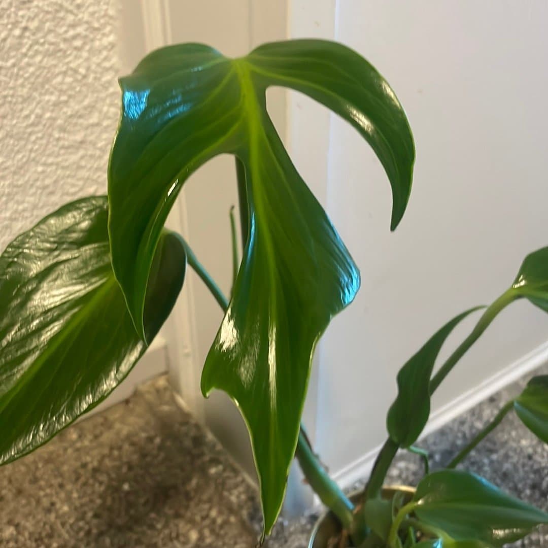 Monstera burle marx flame