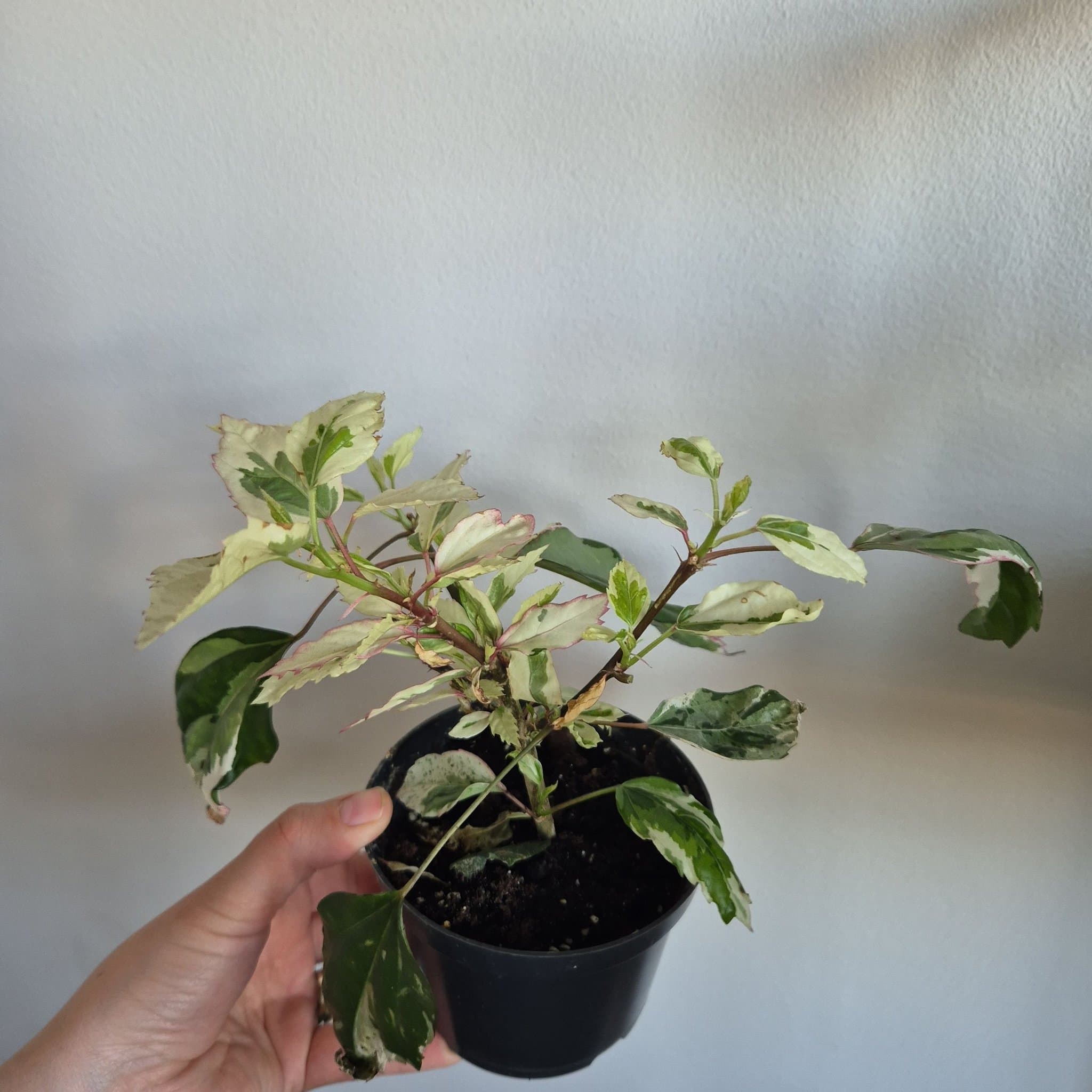 Hibiscus 'Snow Queen'