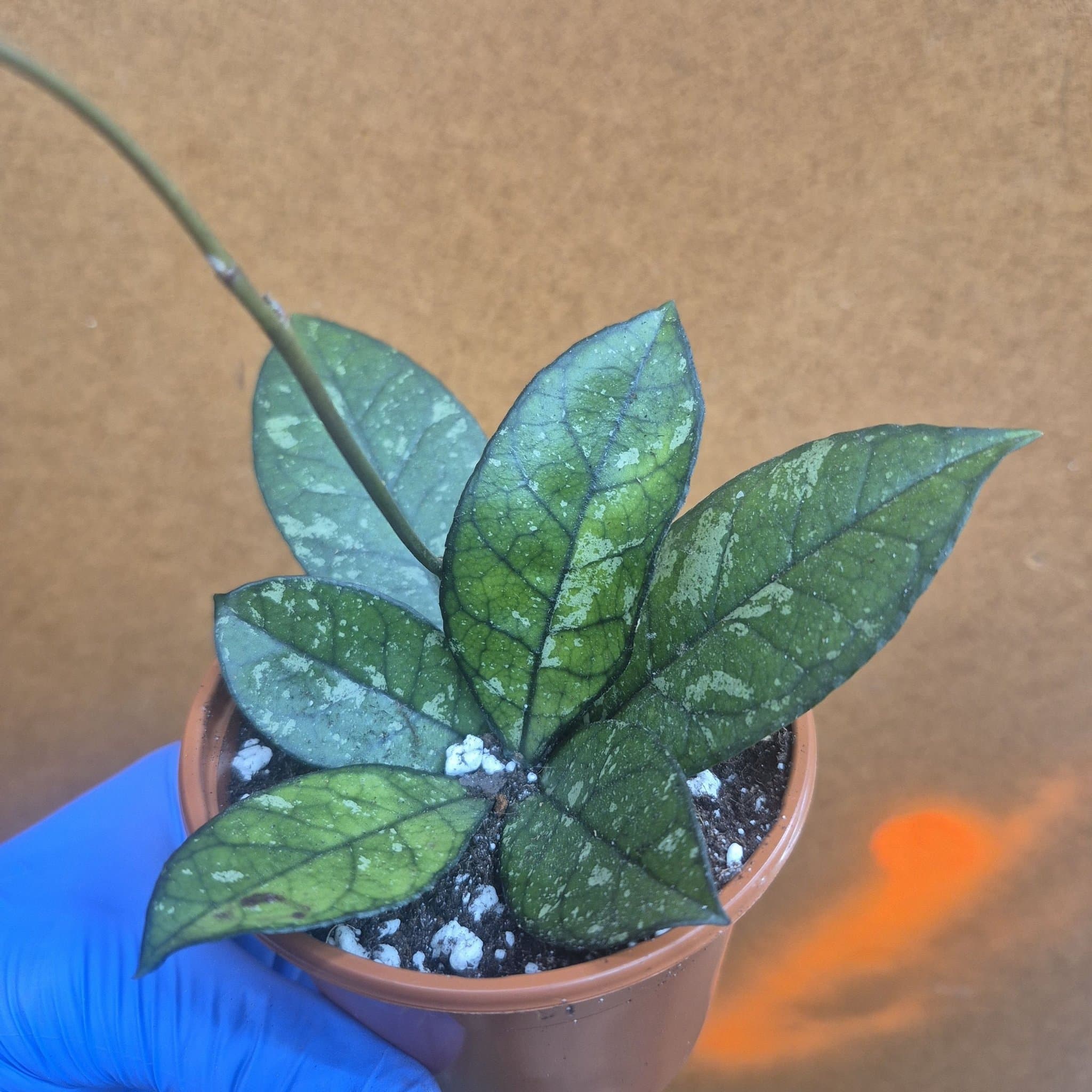 Hoya crassipetiolata 'Splash'