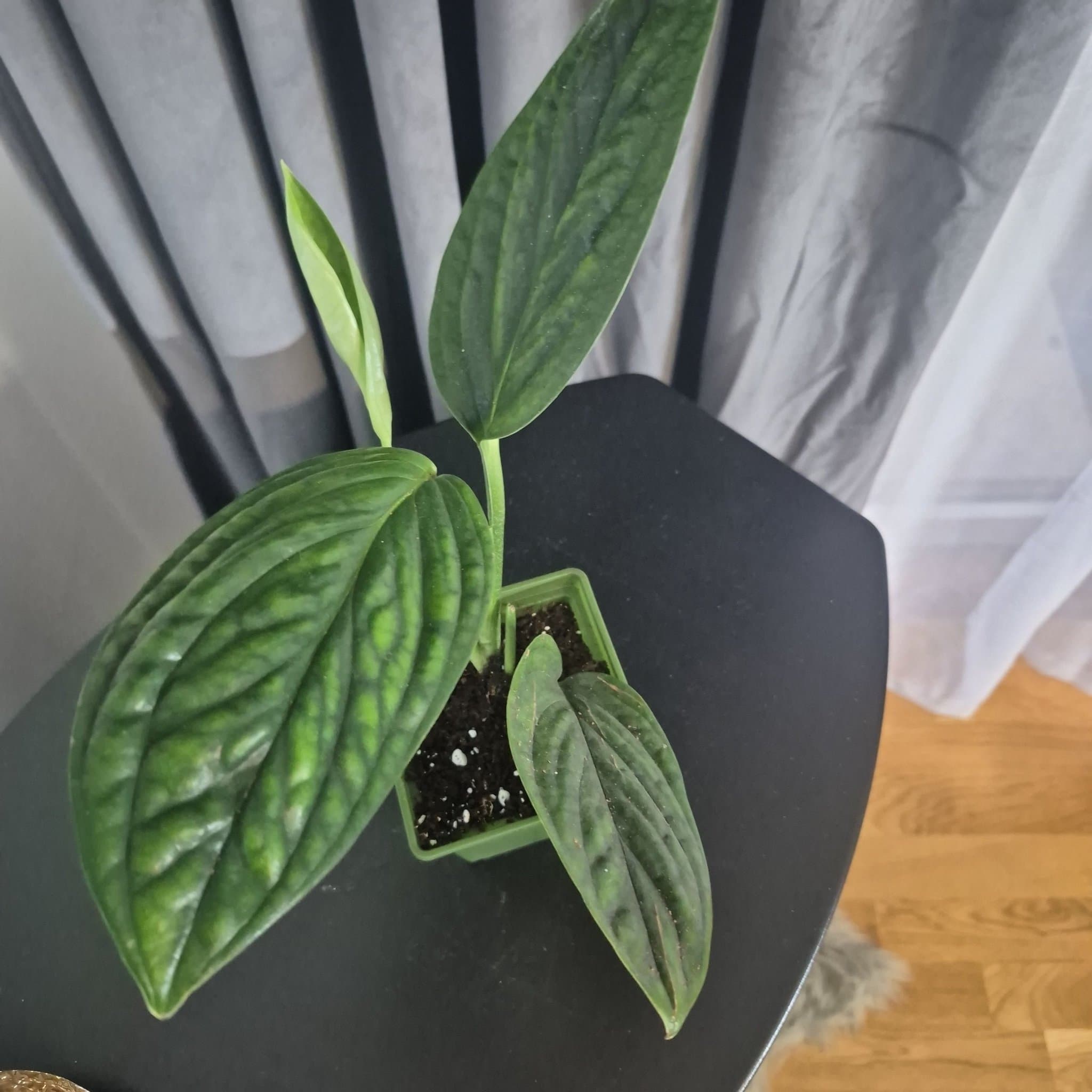 Monstera Peru