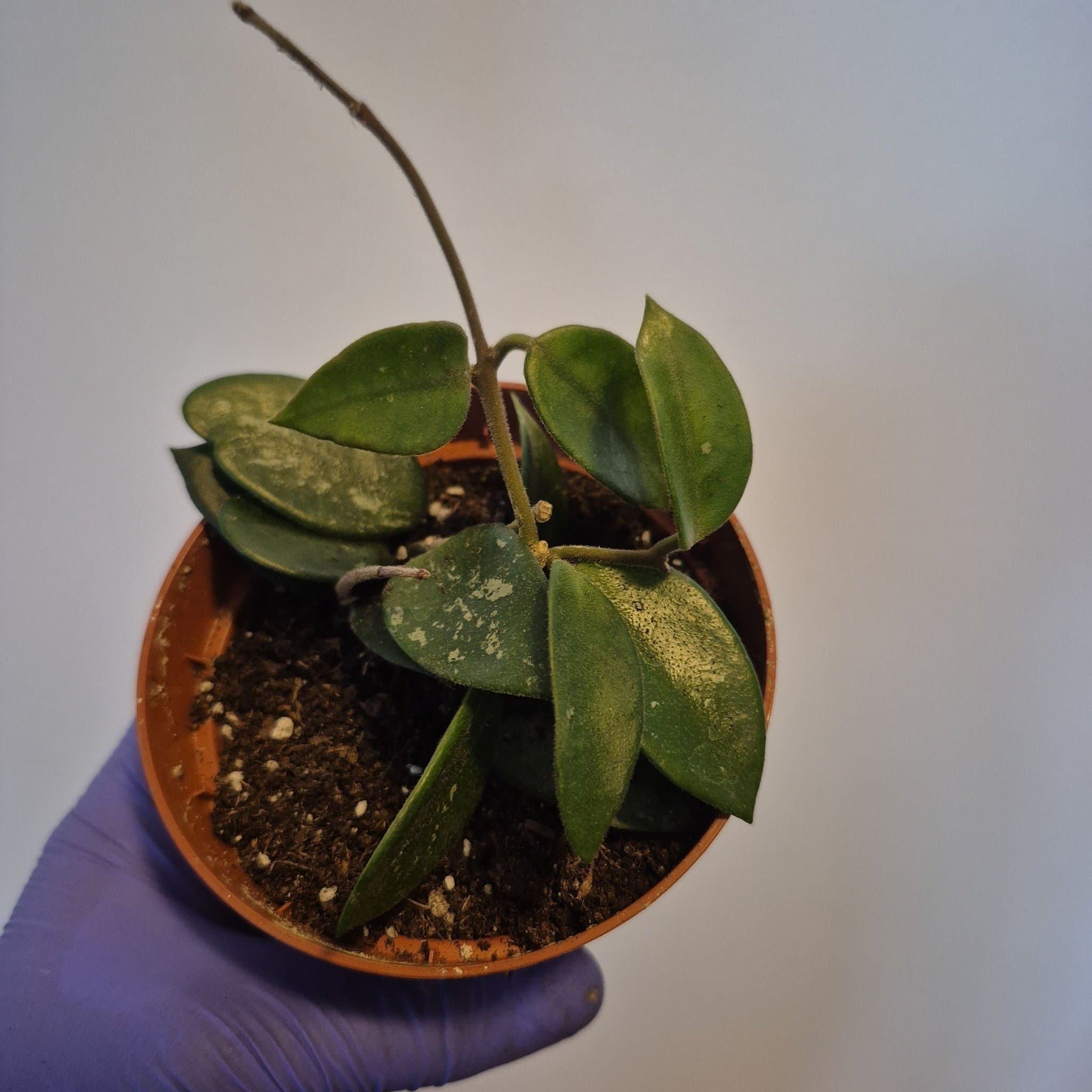 Hoya carnosa x serpens 'Chouke'