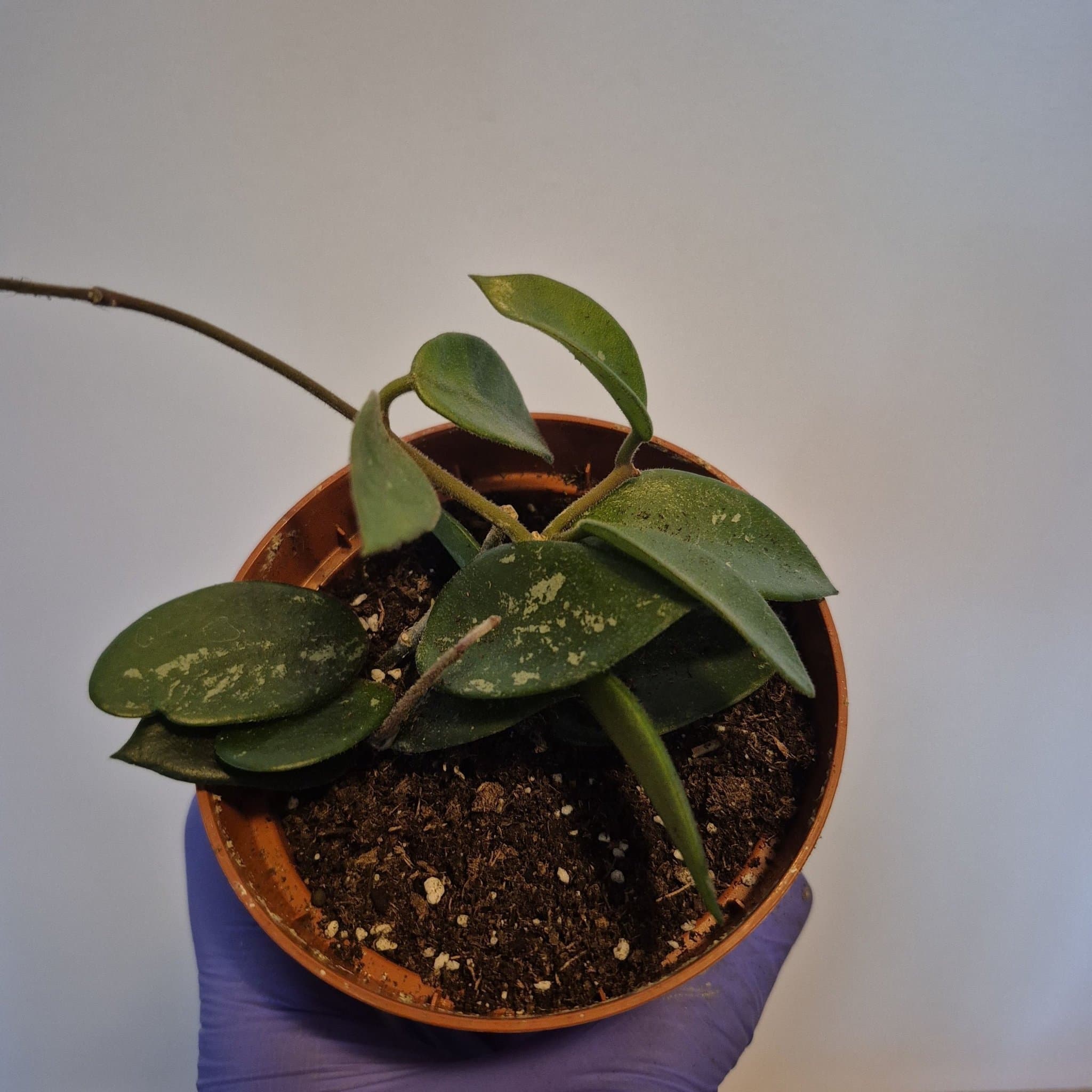 Hoya carnosa x serpens 'Chouke'