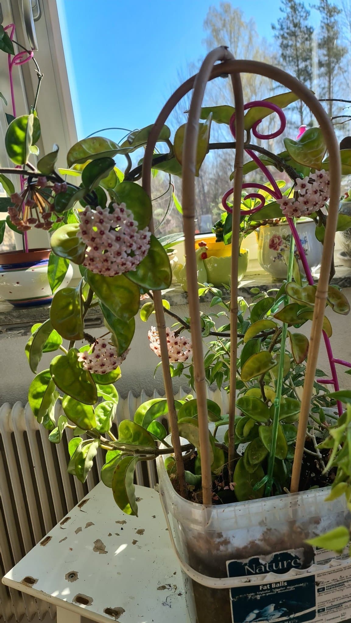Hoya Carnosa Krinkel 8 stor planta - Porslinsblomma