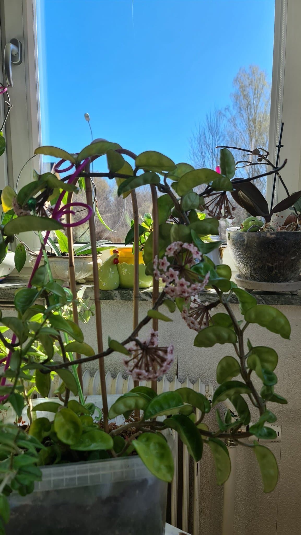 Hoya Carnosa Krinkel 8 stor planta - Porslinsblomma