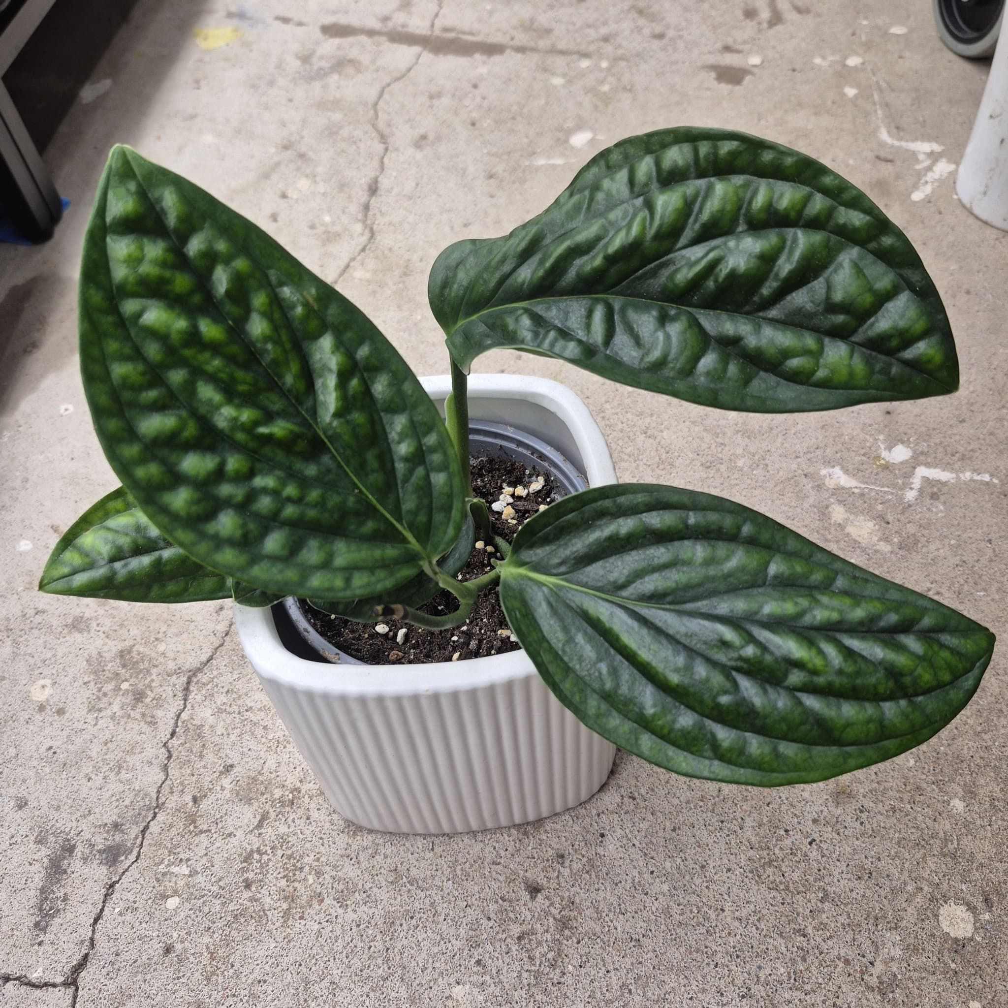 Monstera Karstenianum Peru