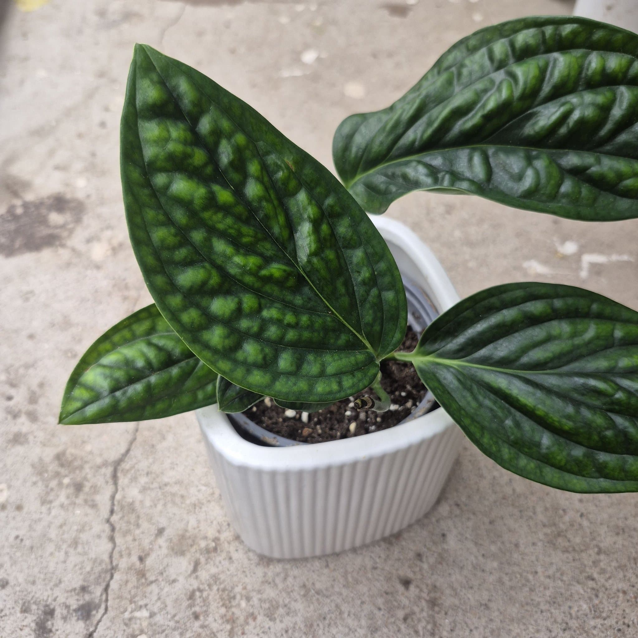 Monstera Karstenianum Peru