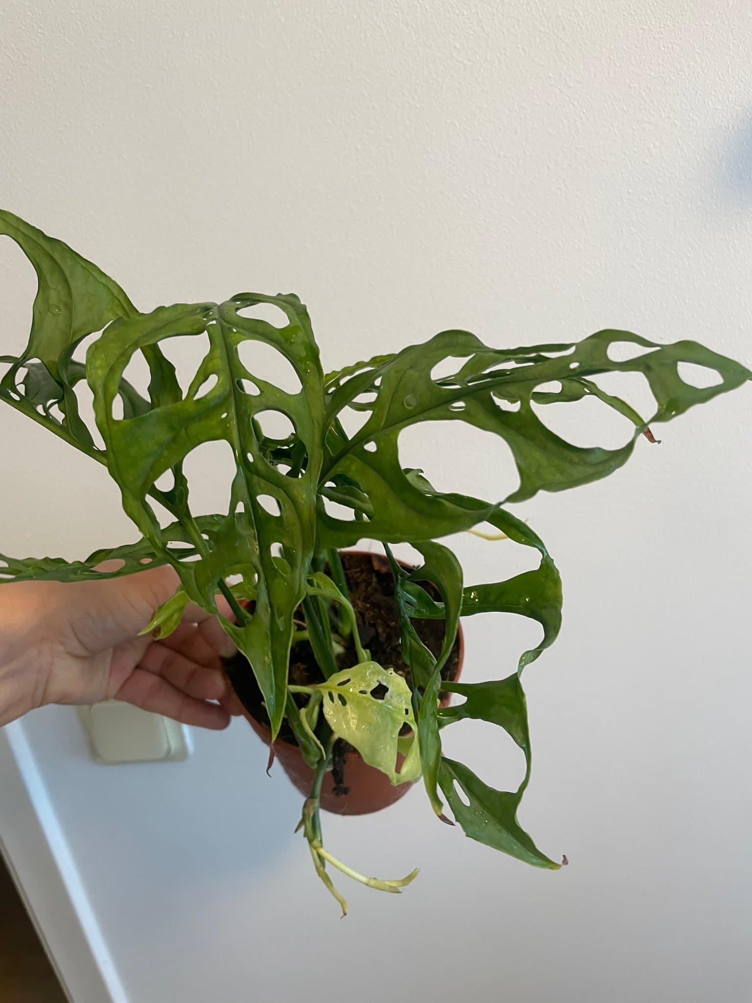 Monstera obliqua peru