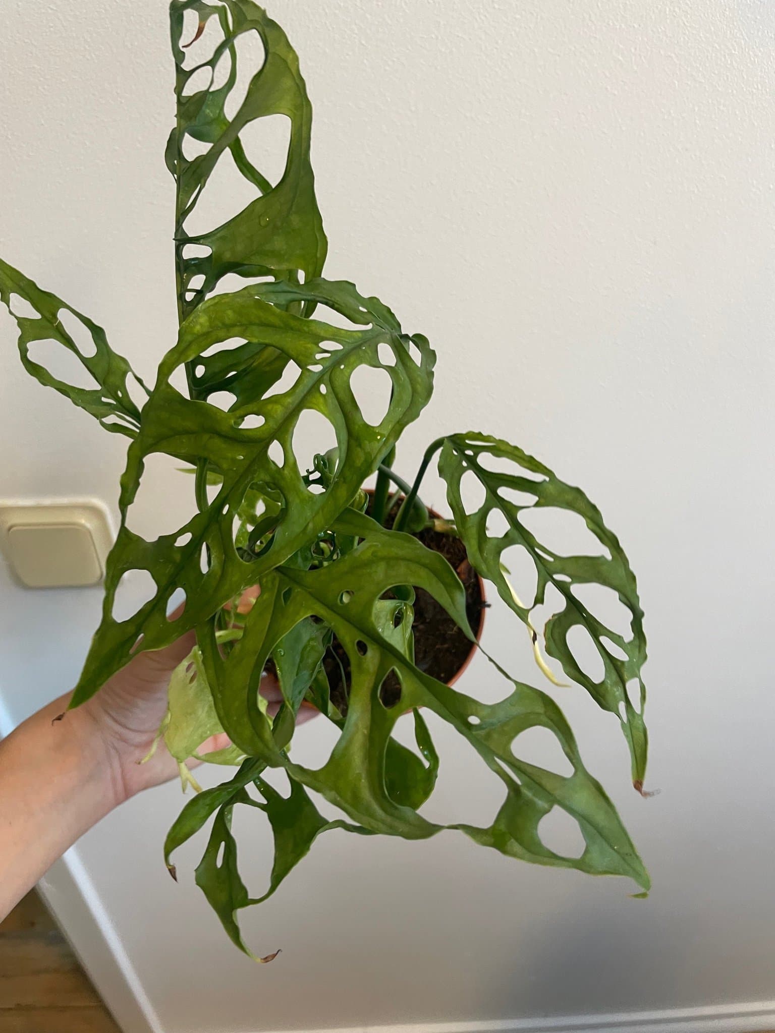 Monstera obliqua peru